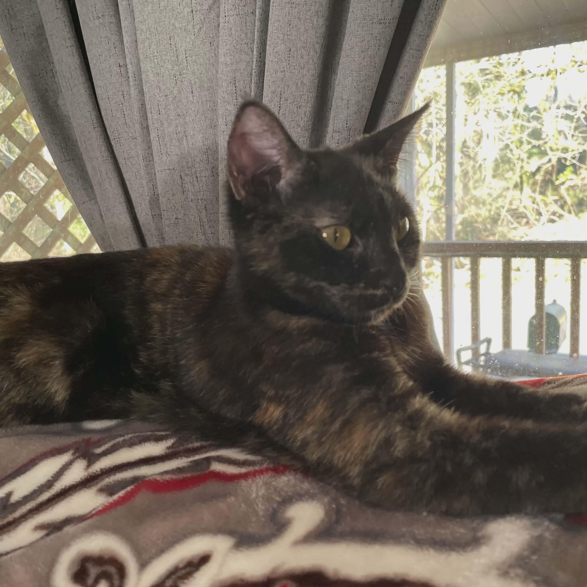 Vinegar, Adoptable, Young Female Tortoiseshell & Domestic Short Hair.