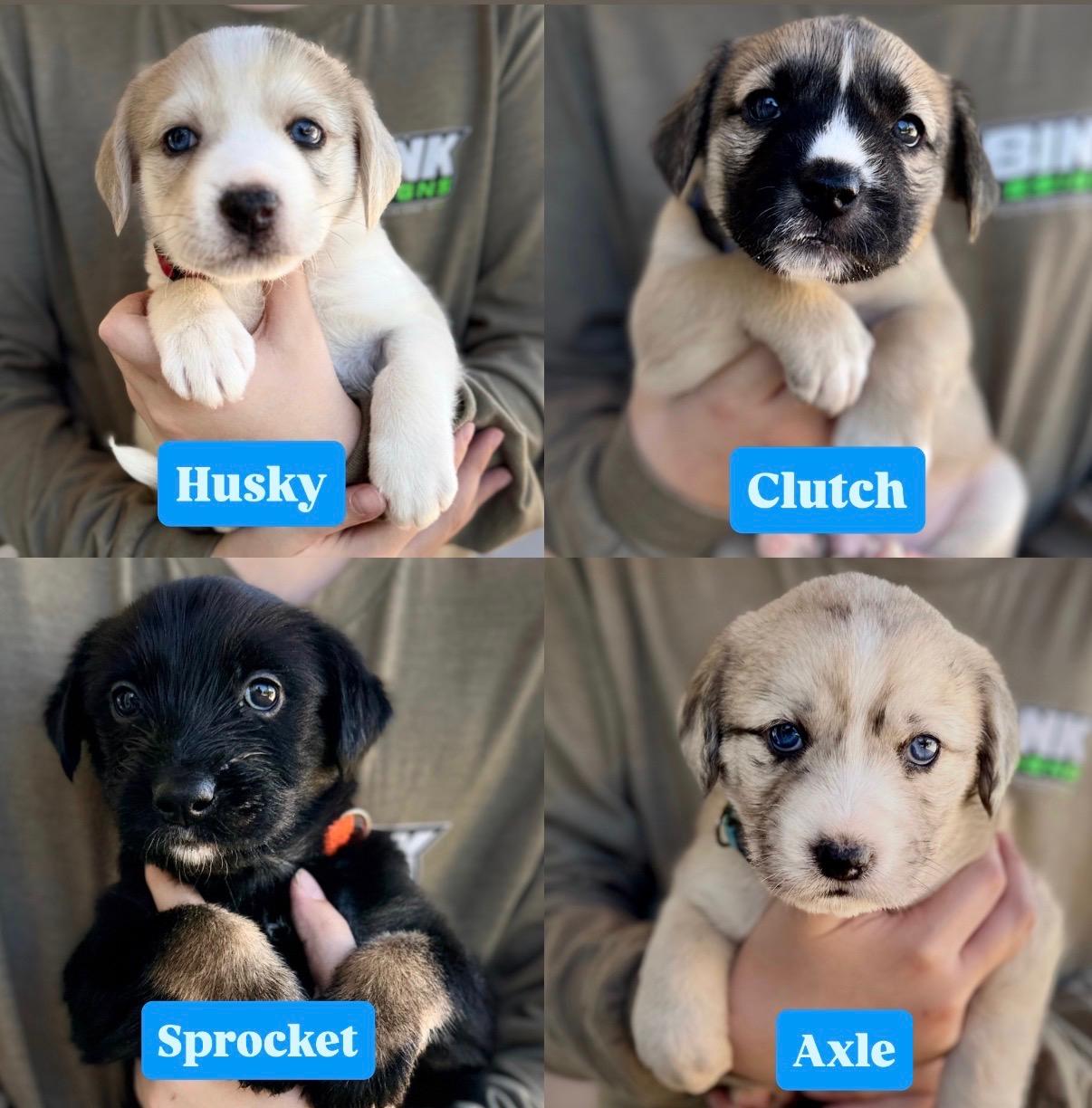 Motocross Litter, Adoptable, Puppy Female Schnoodle.