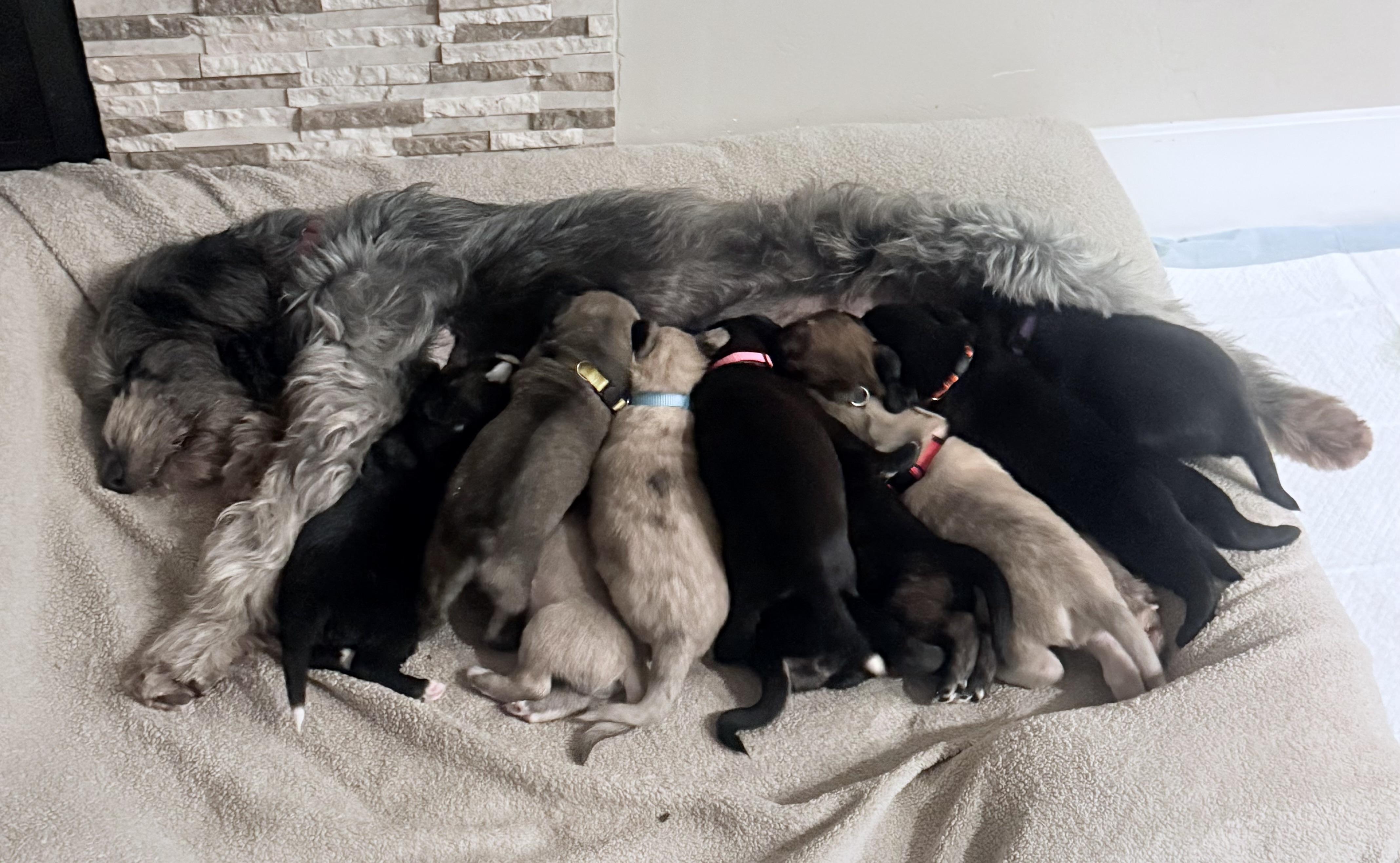 Enlarge Motocross Litter, a Adoptable mixed breed in San Diego, CA image 3/5