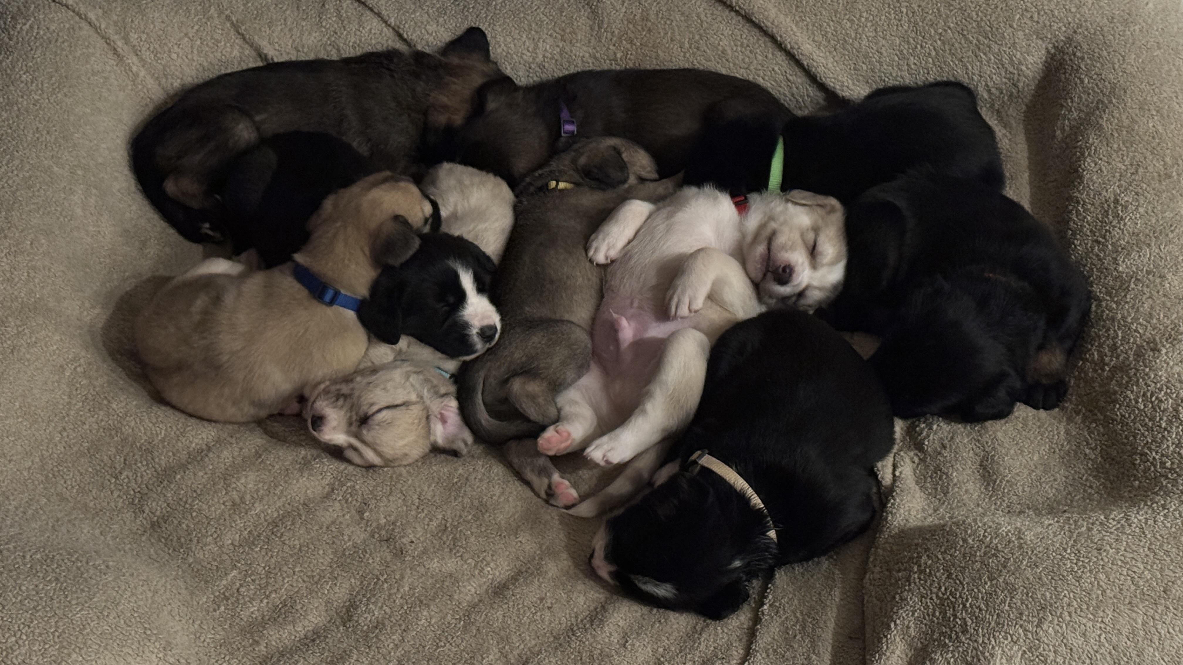 Enlarge Motocross Litter, a Adoptable mixed breed in San Diego, CA image 4/5
