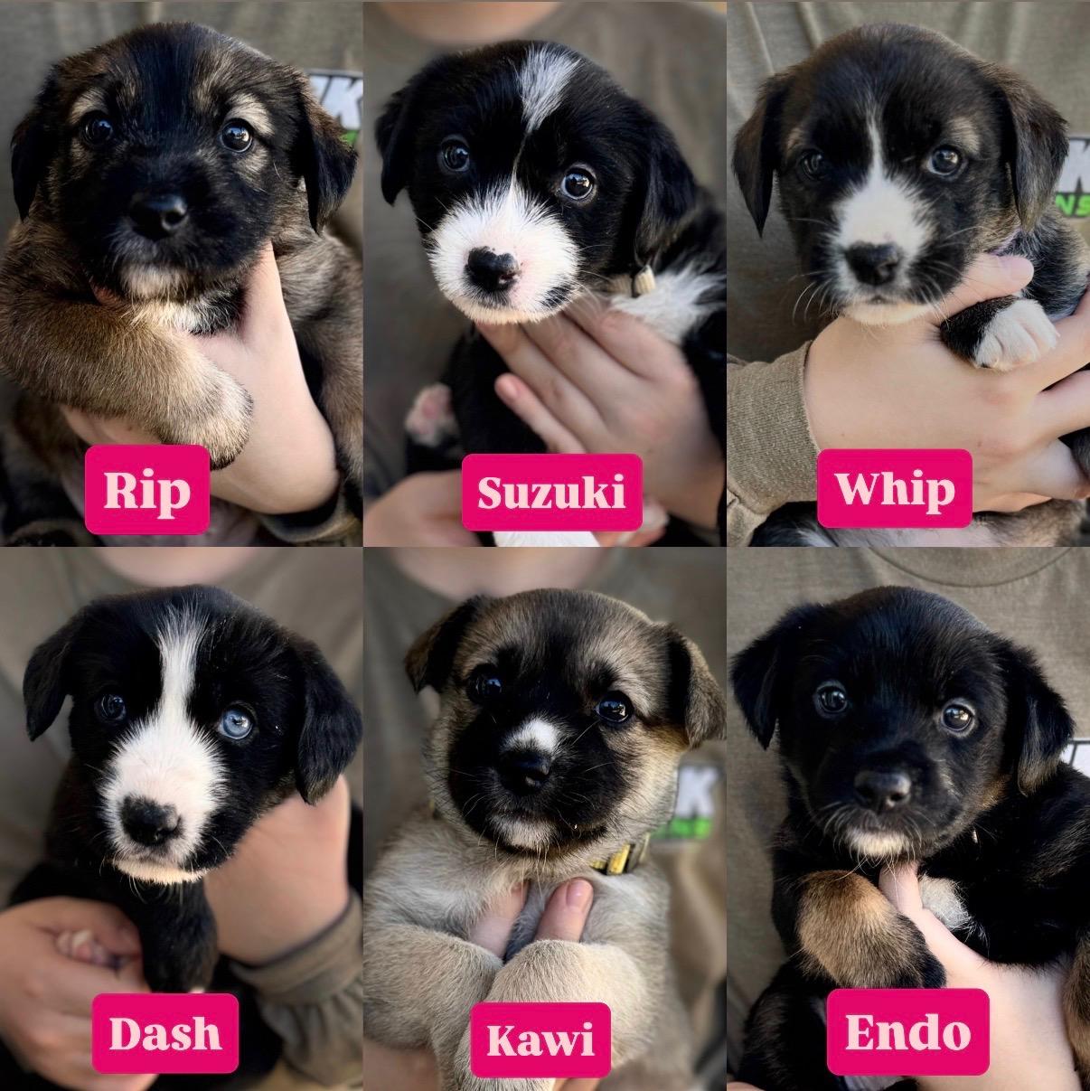 Enlarge Motocross Litter, a Adoptable mixed breed in San Diego, CA image 2/5