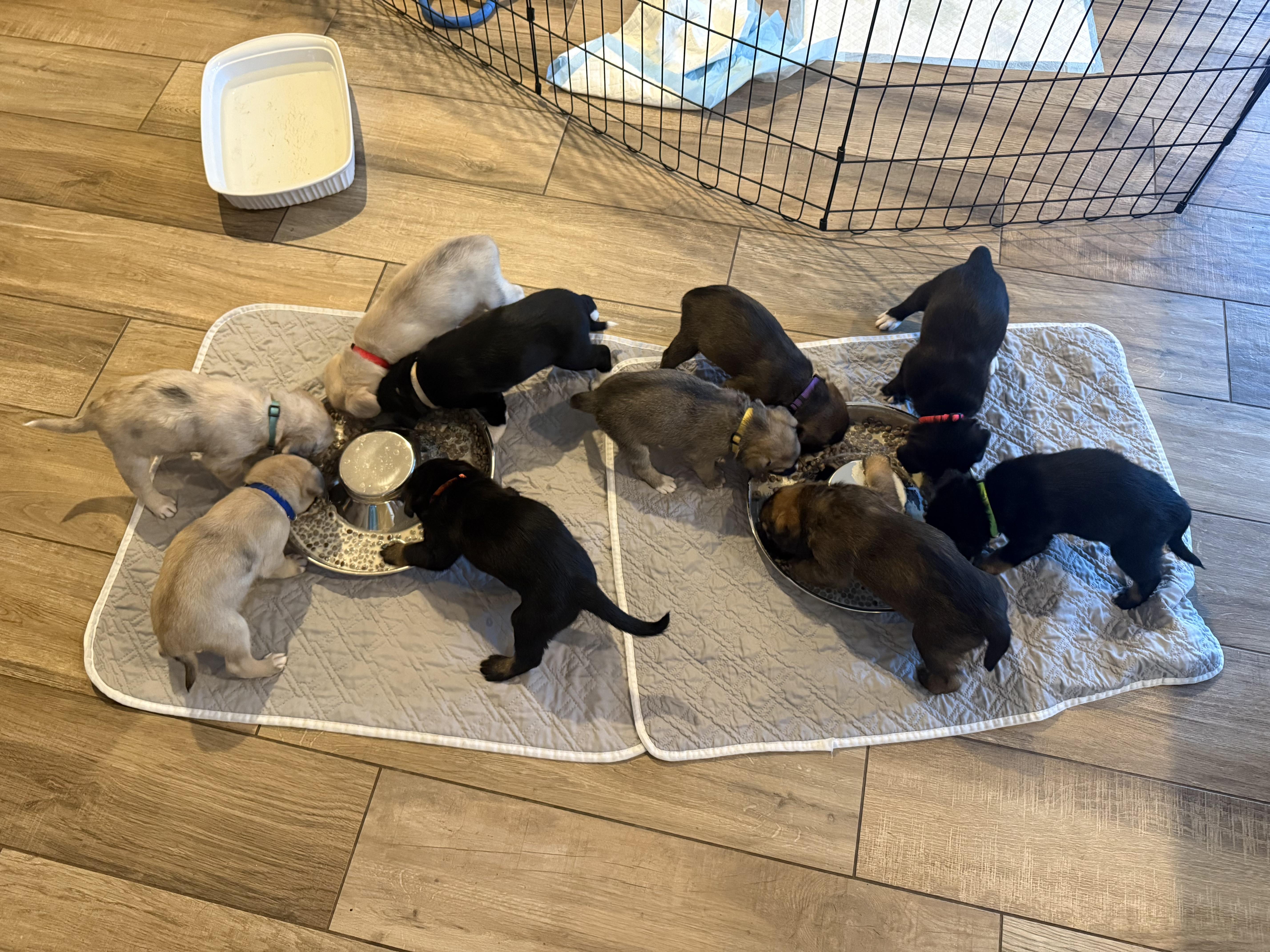 Enlarge Motocross Litter, a Adoptable mixed breed in San Diego, CA image 5/5