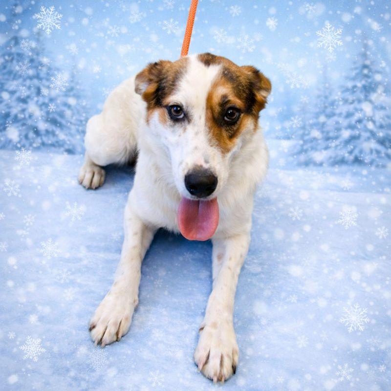 SHELLY — thumbnail 2