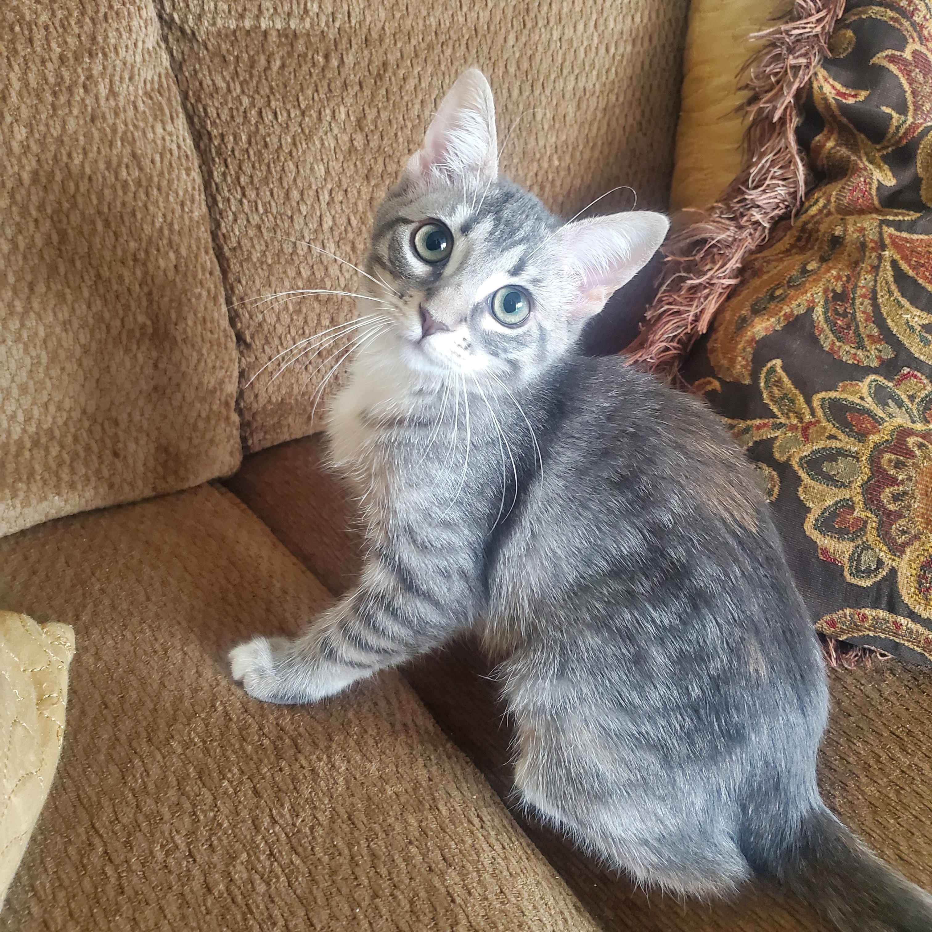 Enlarge Gris, a Adoptable Domestic Short Hair in Kansas City, MO image 5/6