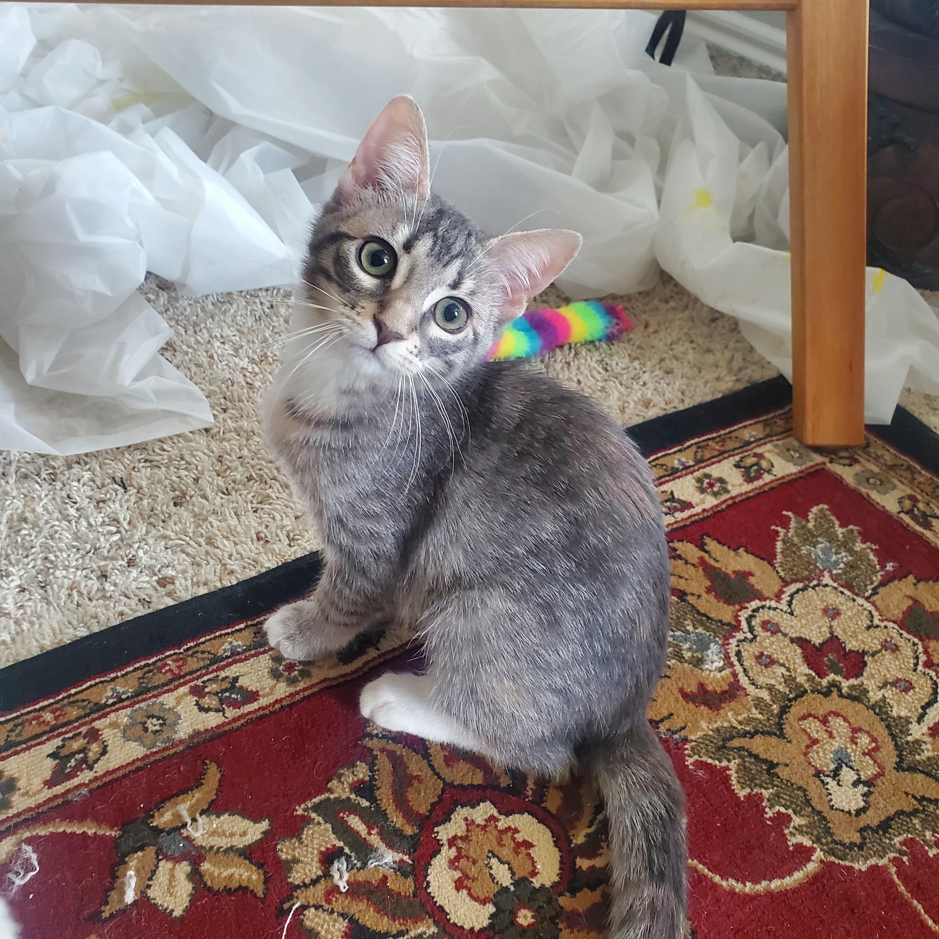 Enlarge Gris, a Adoptable Domestic Short Hair in Kansas City, MO image 6/6