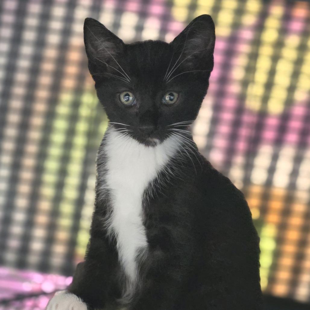 Eddie, Adoptable, Kitten Male Domestic Short Hair.