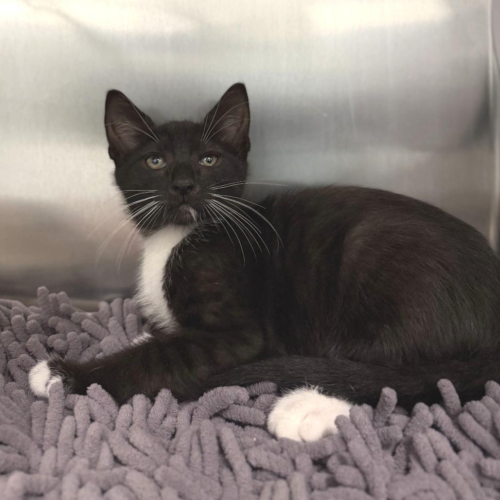 Enlarge Eddie, a Adoptable Domestic Short Hair in Marshall, VA image 2/2