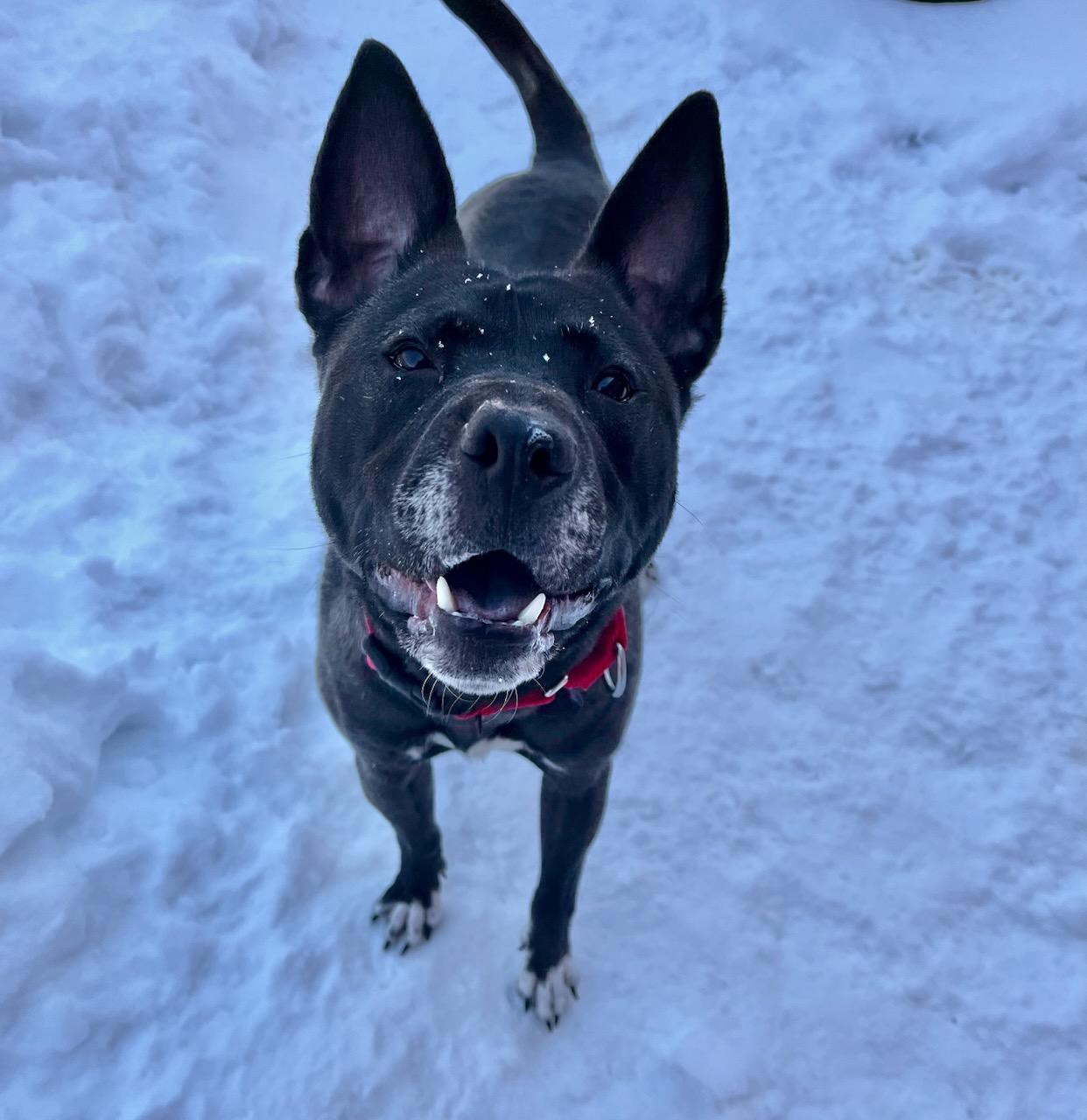 Enlarge Vader, an adoptable mixed breed in Brownsville, VT image 1/1