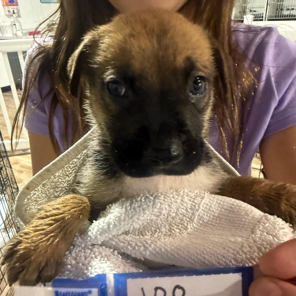 188 ( 2026) Elton John, Adoptable, Puppy Male Pit Bull Terrier & Labrador Retriever.