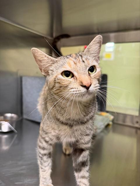 PETUNIA, Adoptable, Young Female Domestic Short Hair.