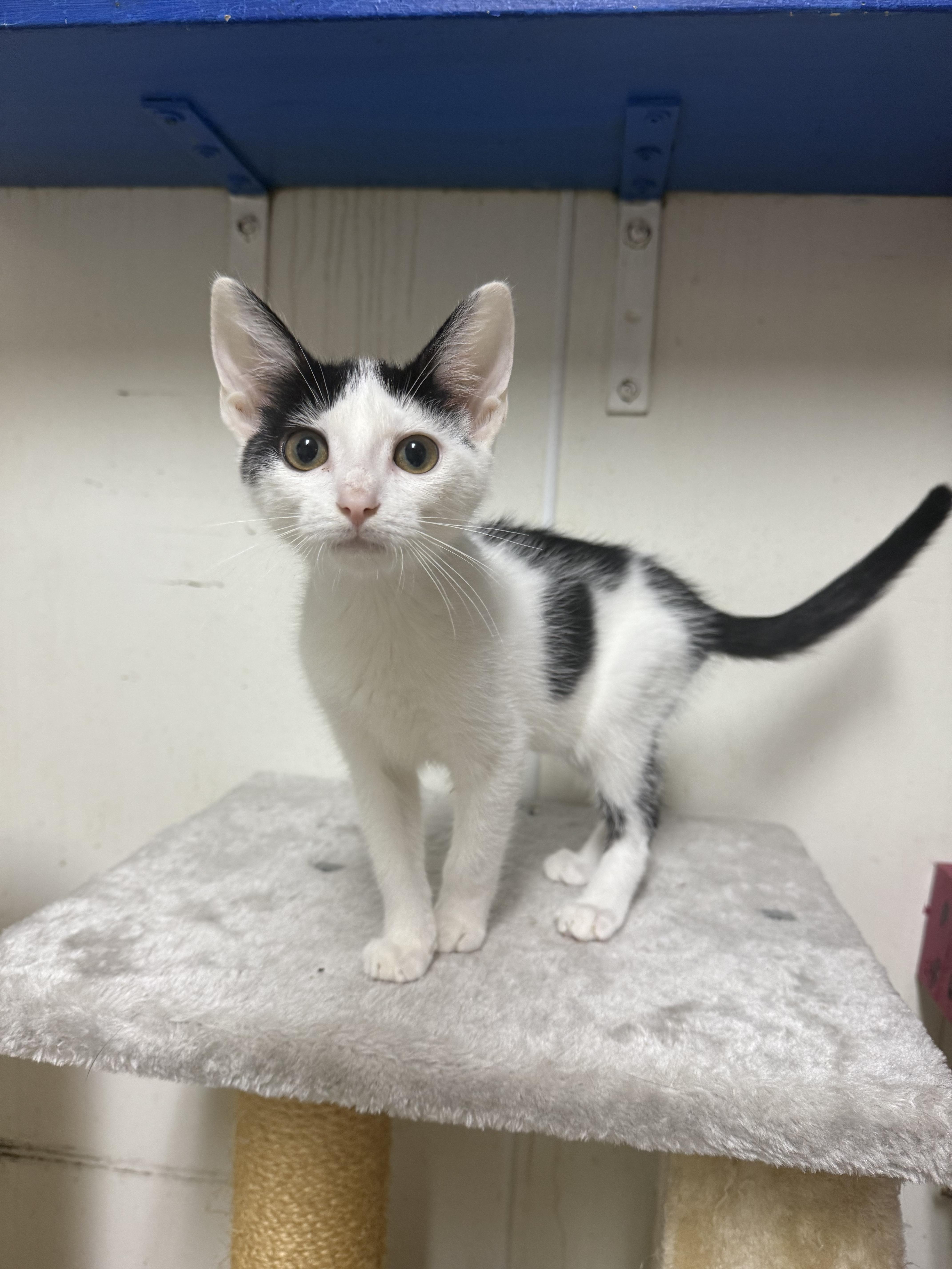 Smaug, adopted, Kitten Male Domestic Short Hair.