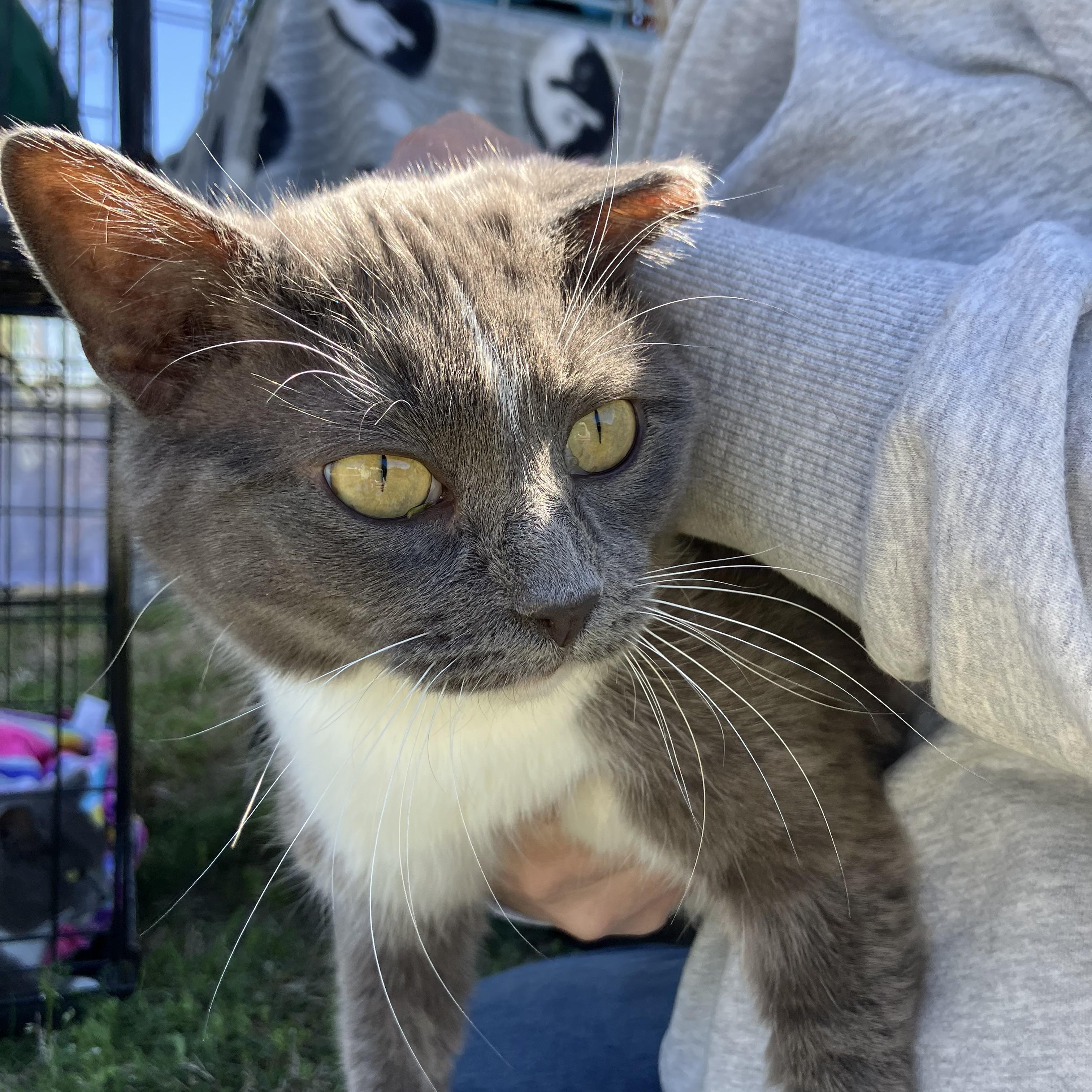 Enlarge Artemis & Diana, a ADOPTABLE Domestic Short Hair in Easley, SC image 1/2