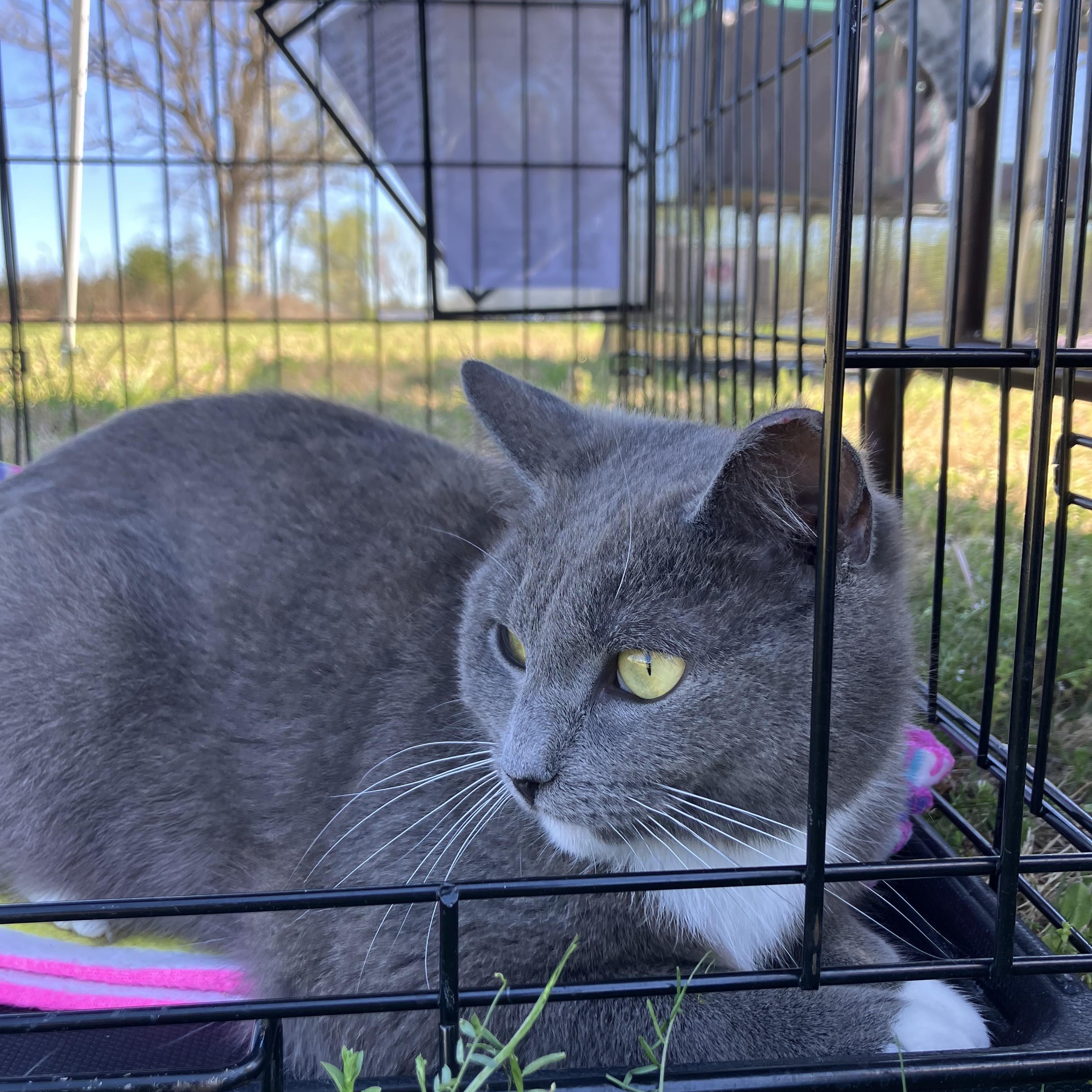 Enlarge Artemis & Diana, a ADOPTABLE Domestic Short Hair in Easley, SC image 2/2