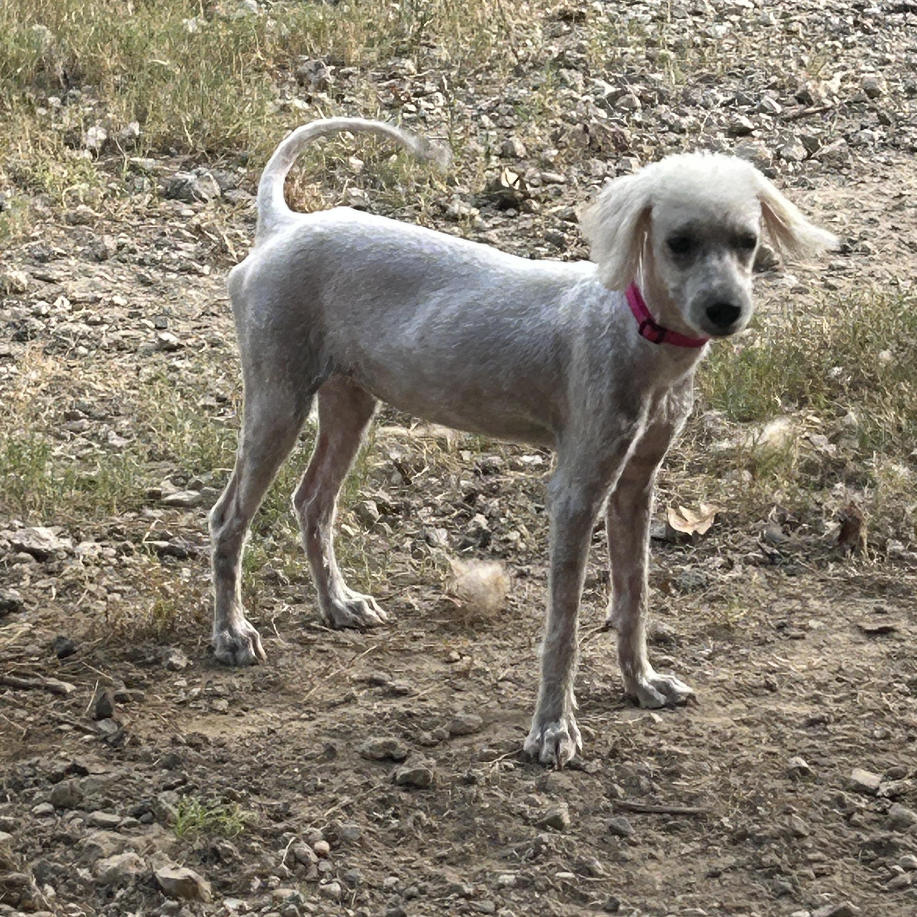 Enlarge Violet, a Adopted Poodle in Coldspring, TX image 2/4