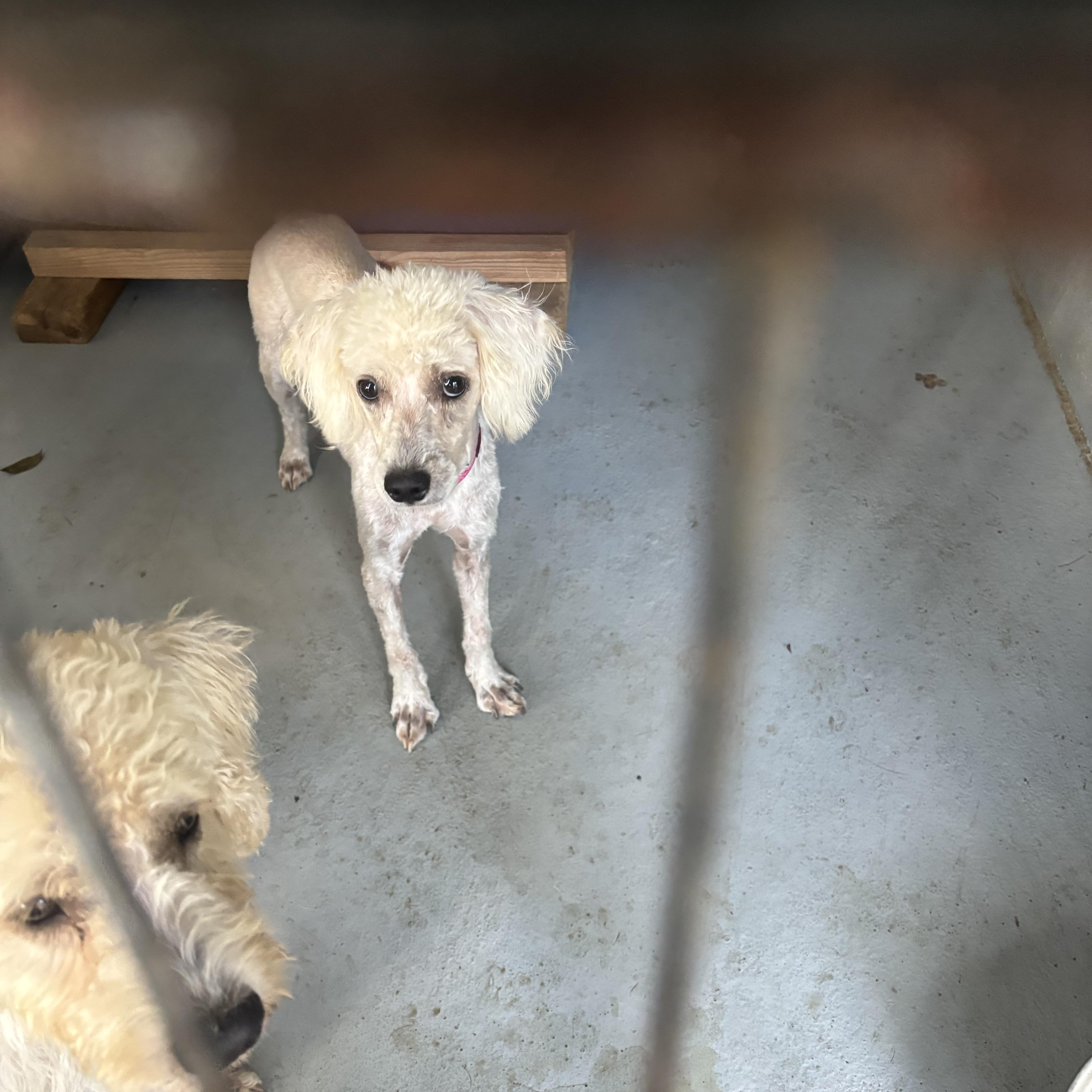 Enlarge Violet, a Adopted Poodle in Coldspring, TX image 4/4