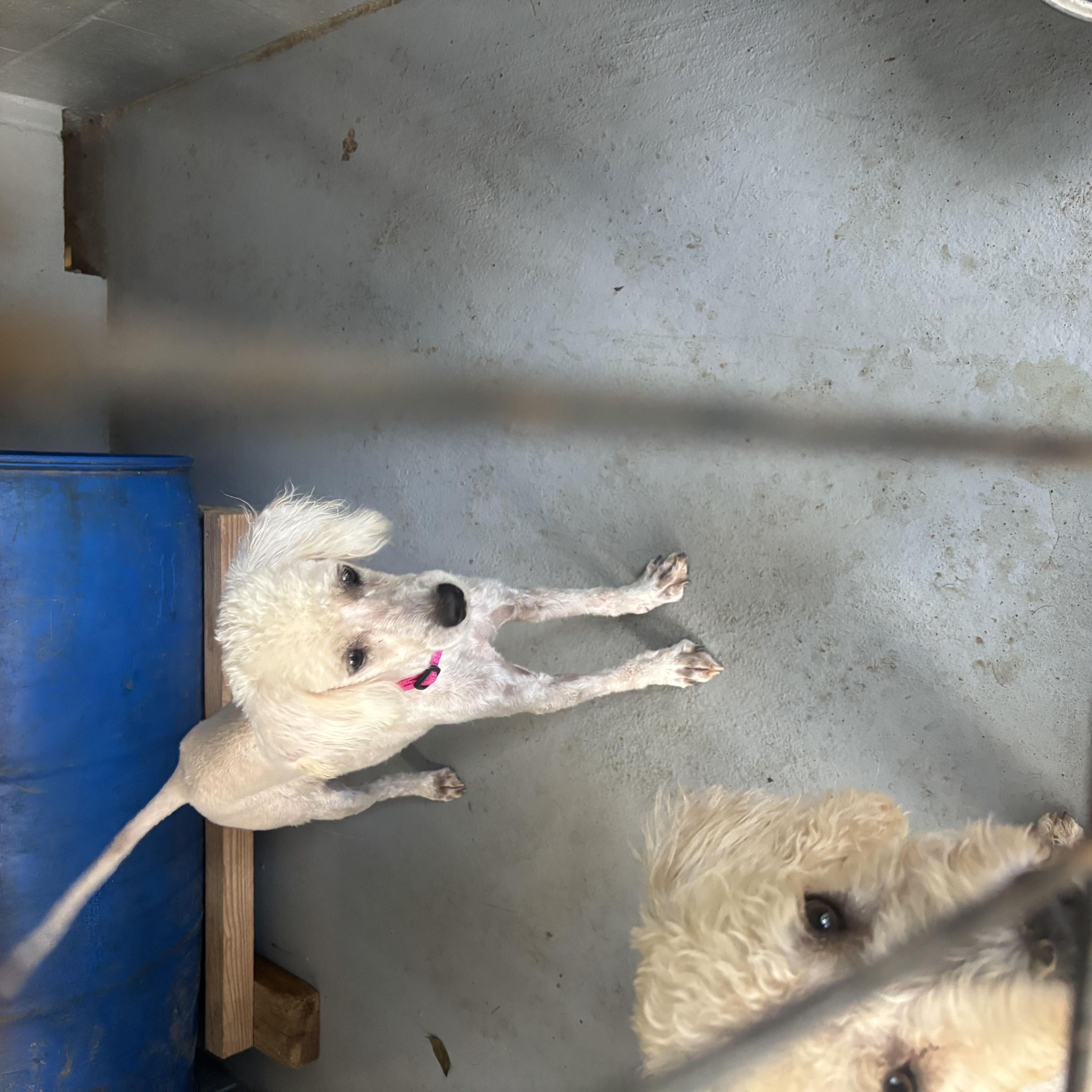 Enlarge Violet, a Adopted Poodle in Coldspring, TX image 1/4