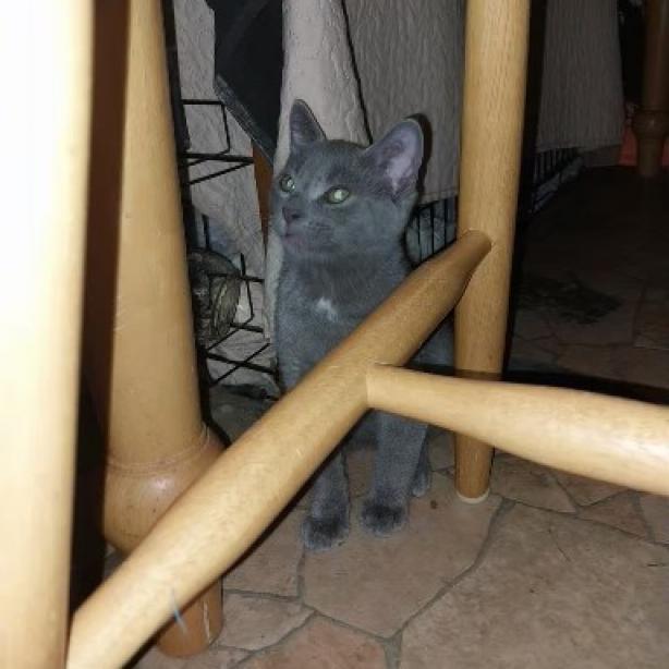 Levi, Adoptable, Adult Male Domestic Short Hair & Domestic Short Hair.