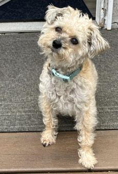 Enlarge Zoey - courtesy post, a Adopted Schnoodle in Redondo Beach, CA image 1/2