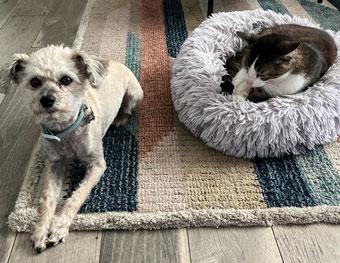 Enlarge Zoey - courtesy post, a Adopted Schnoodle in Redondo Beach, CA image 2/2