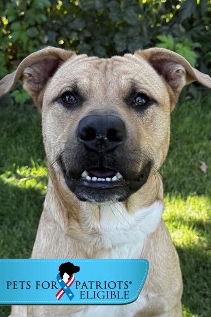 Enlarge Quicksand, a Adoptable Mixed Breed in Walla Walla, WA image 1/5