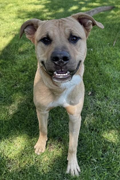 Quicksand, Adoptable, Young Male Mixed Breed & Mixed Breed.