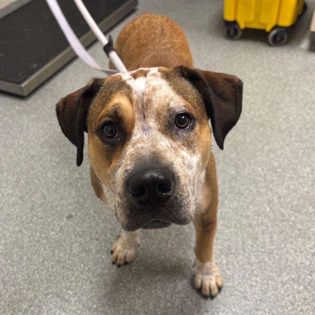 Emeriss, Adoptable, Young Female Mixed Breed.