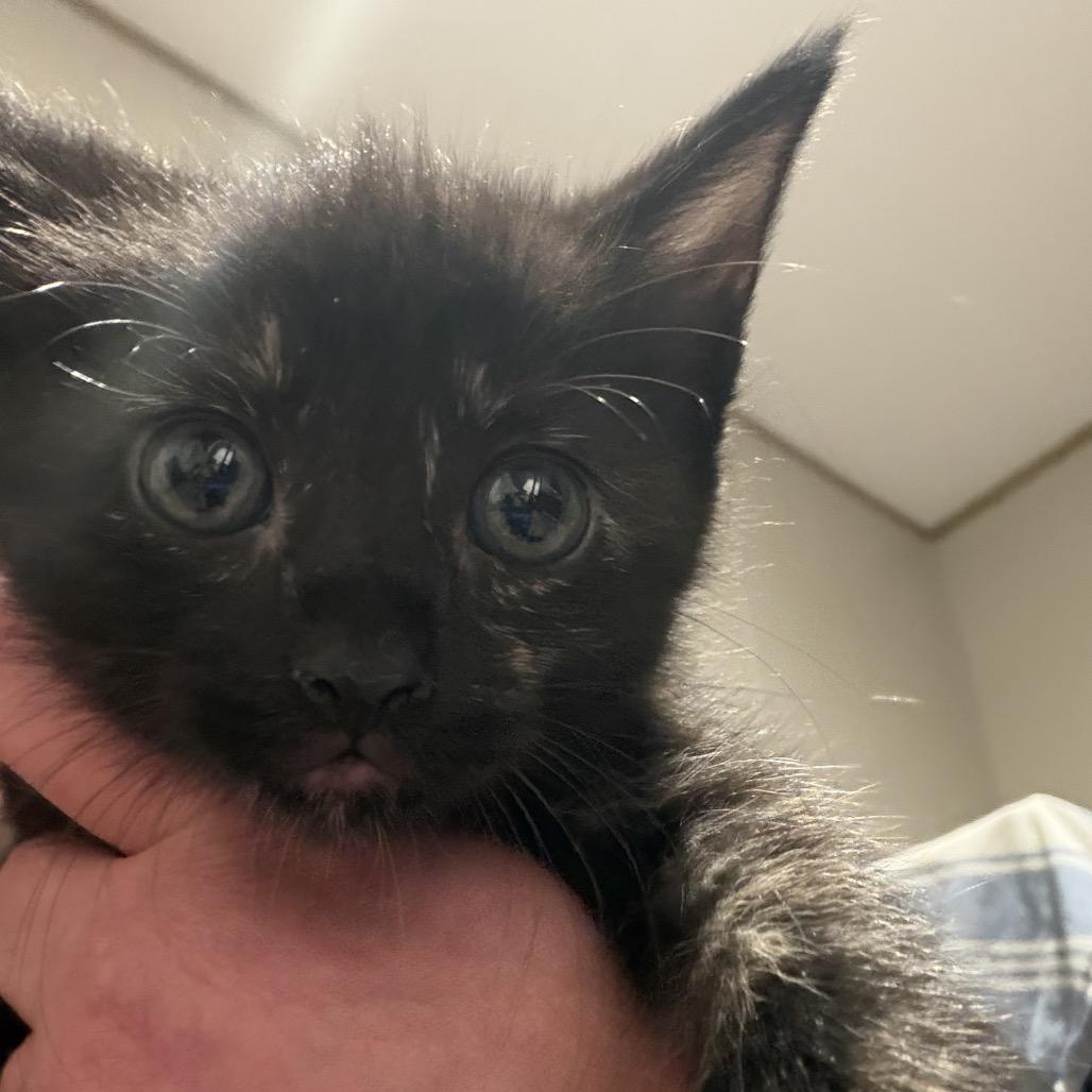 A26-027 Jasmine, Adoptable, Kitten Female Domestic Short Hair & American Curl.