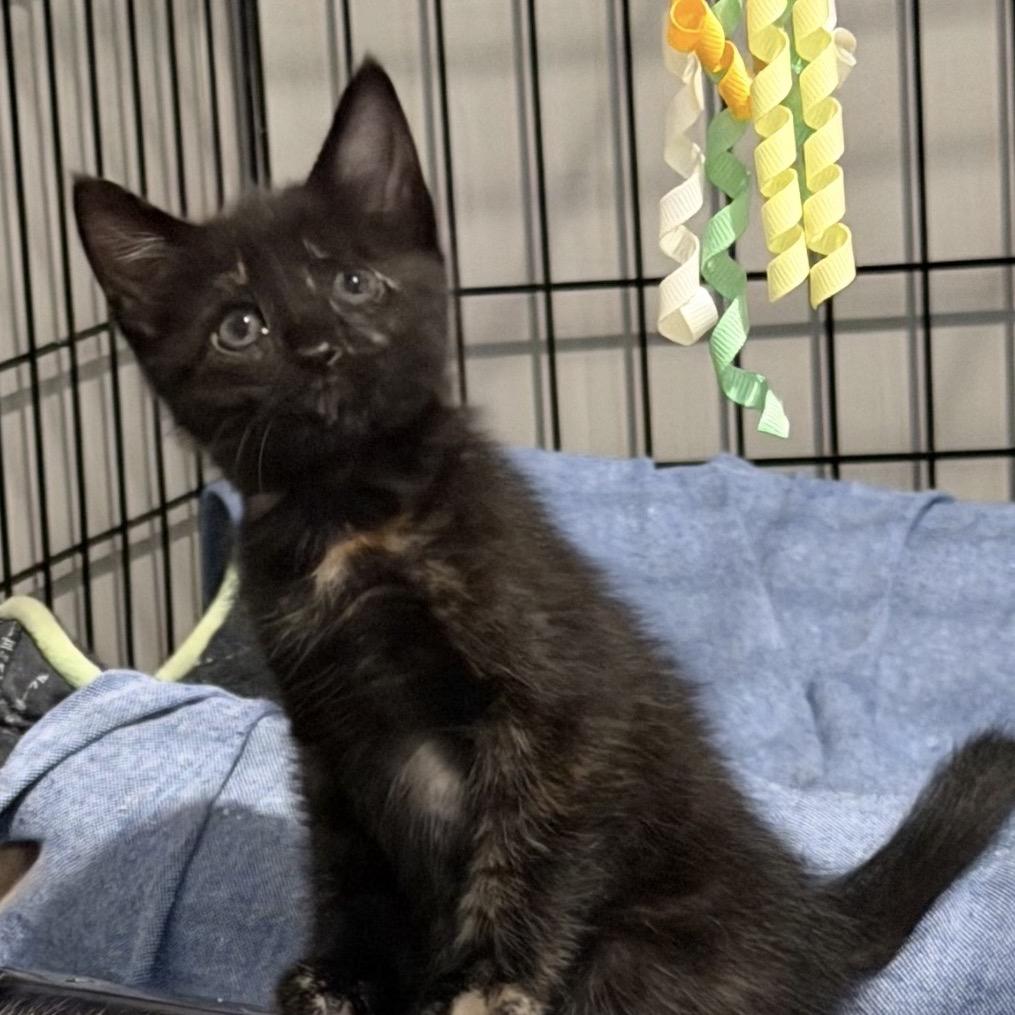 Enlarge A26-027 Jasmine, a Adoptable mixed breed in SANTA ROSA BEACH, FL image 4/6