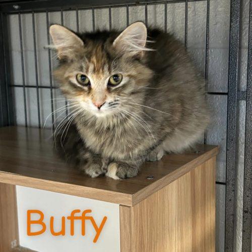 Buffy, Adoptable, Young Female Domestic Medium Hair.