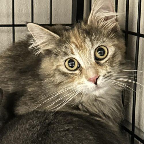 Buffy, Adoptable, Kitten Female Domestic Medium Hair.