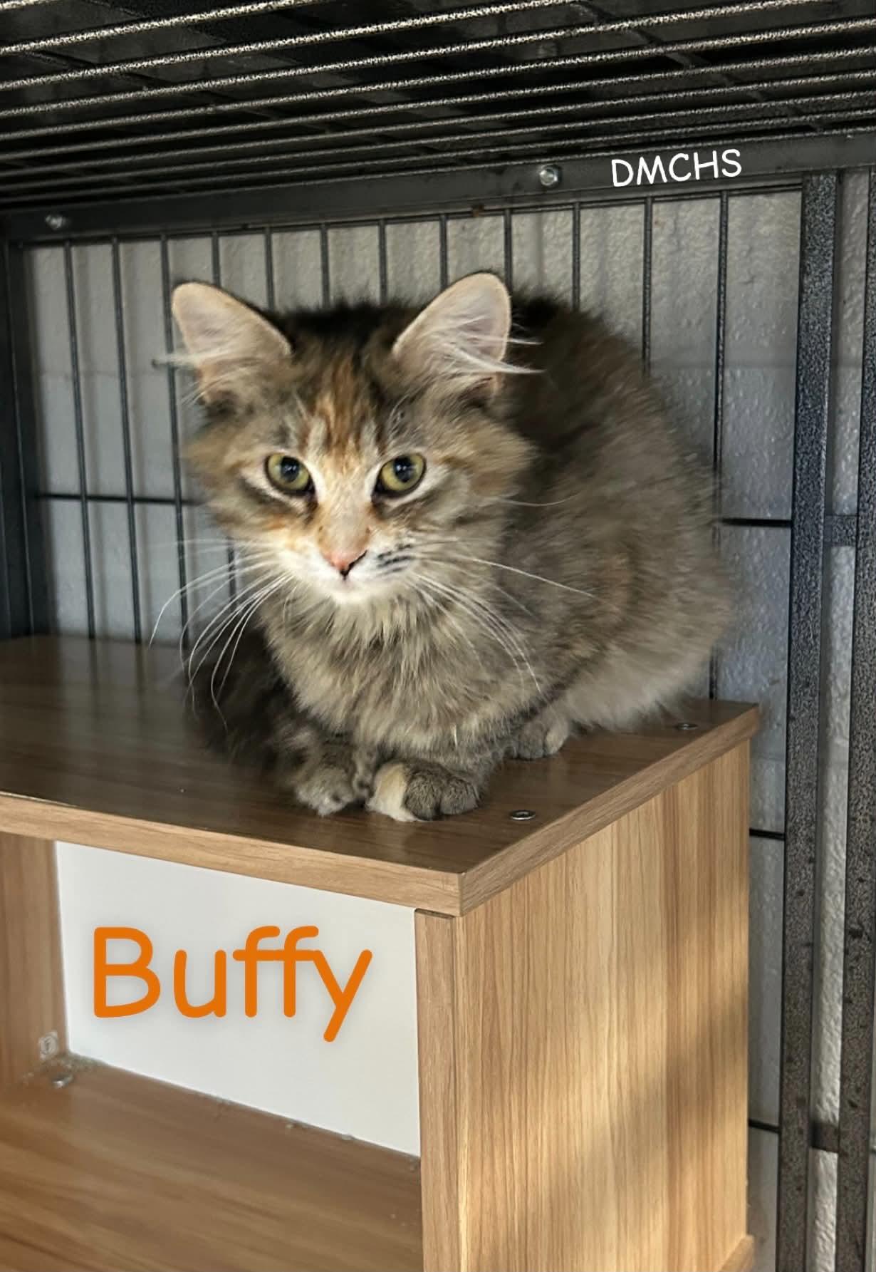 Enlarge Buffy, a Adoptable Domestic Medium Hair in Burlington, IA image 2/2