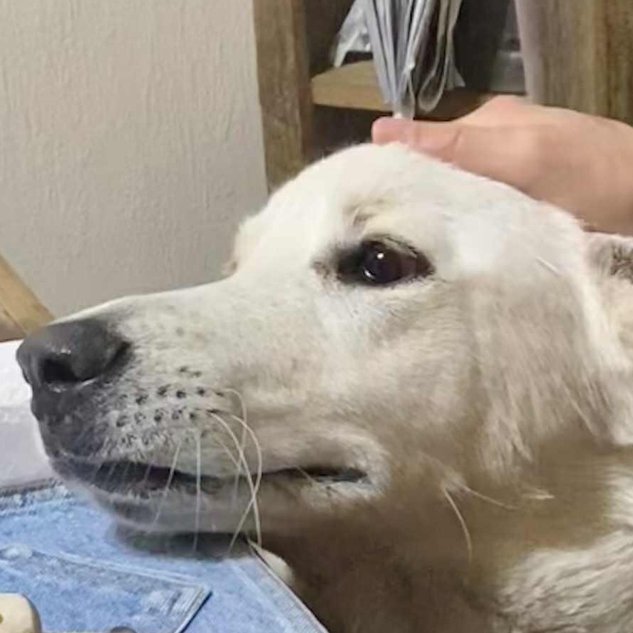 Enlarge Lola, a Adoptable mixed breed in Portland, OR image 3/6