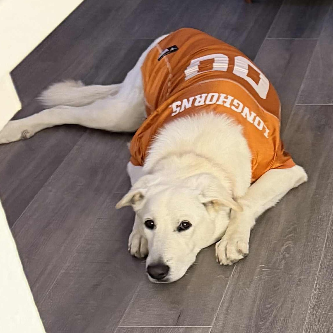 Lola, a Adoptable mixed breed in Portland, OR image 1/2