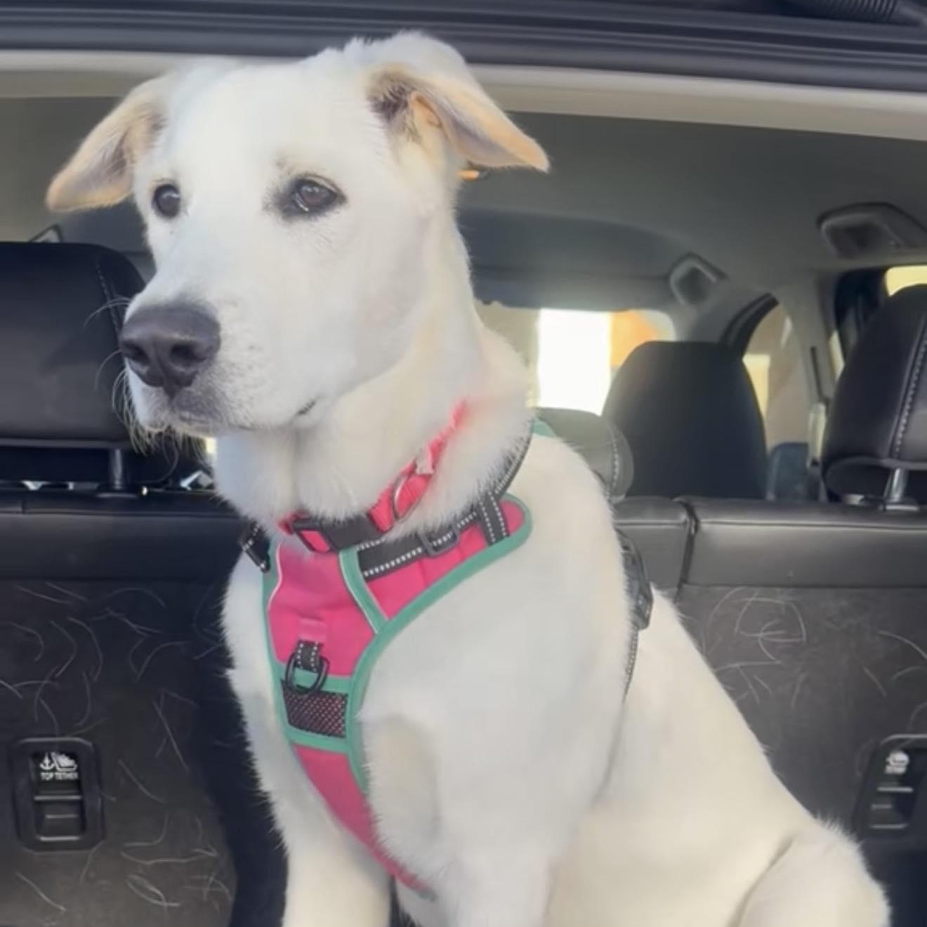 Lola, Adoptable, Young Female Labrador Retriever & Shepherd.