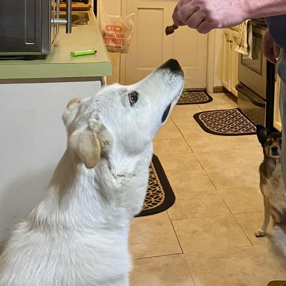 Enlarge Lola, a Adoptable mixed breed in Portland, OR image 5/6