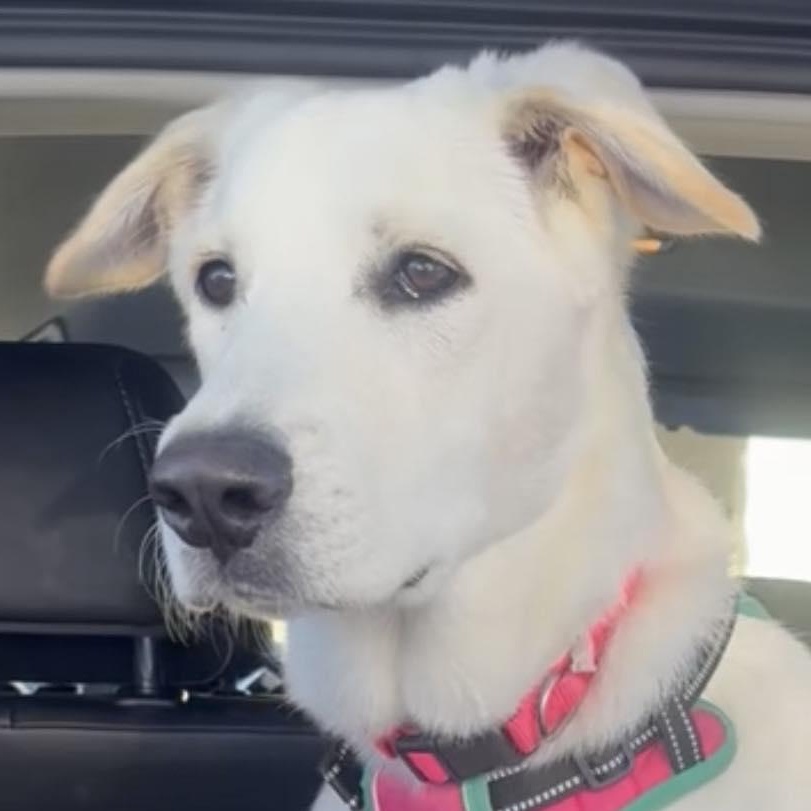 Enlarge Lola, a Adoptable mixed breed in Portland, OR image 4/6