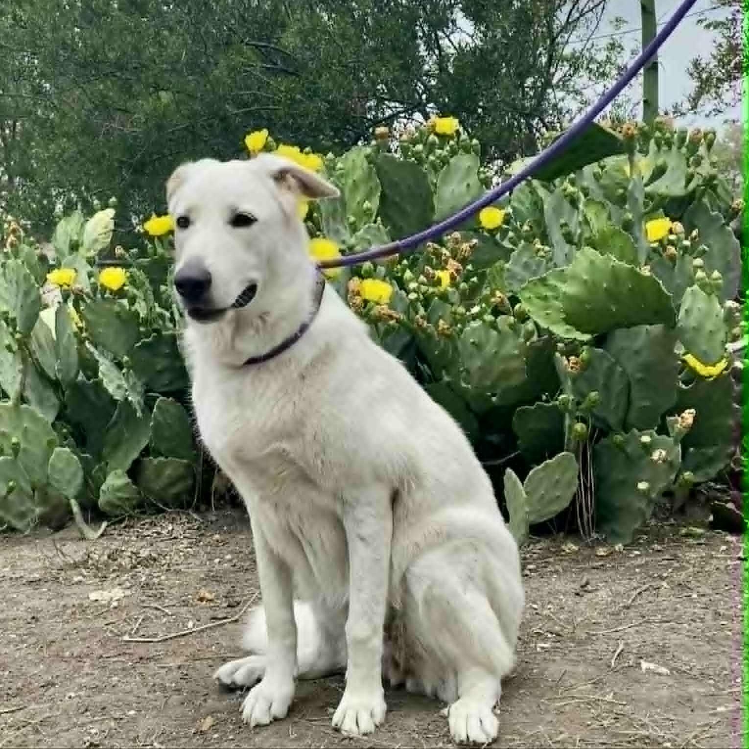 Enlarge Lola, a Adoptable mixed breed in Portland, OR image 1/6