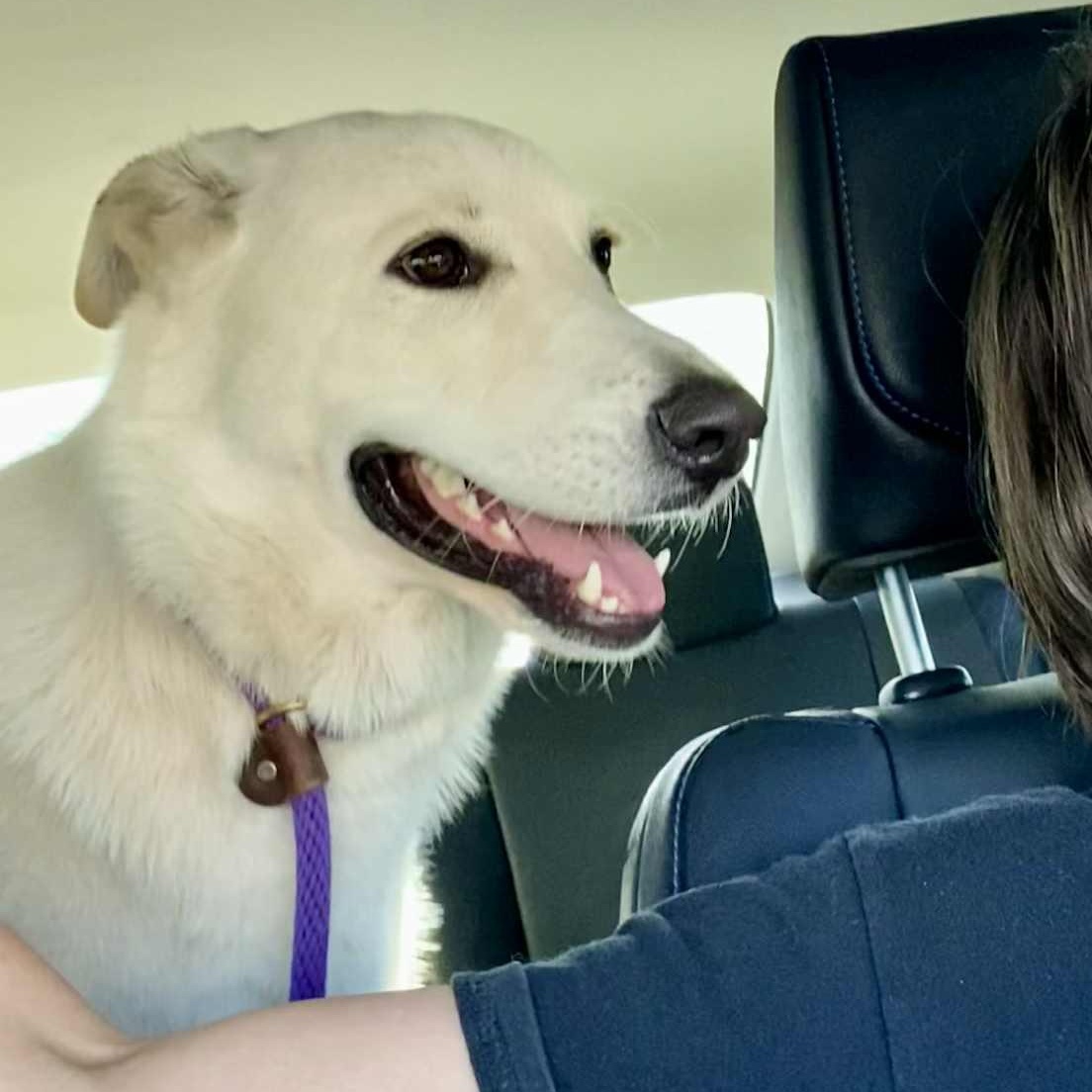 Enlarge Lola, a Adoptable mixed breed in Portland, OR image 6/6