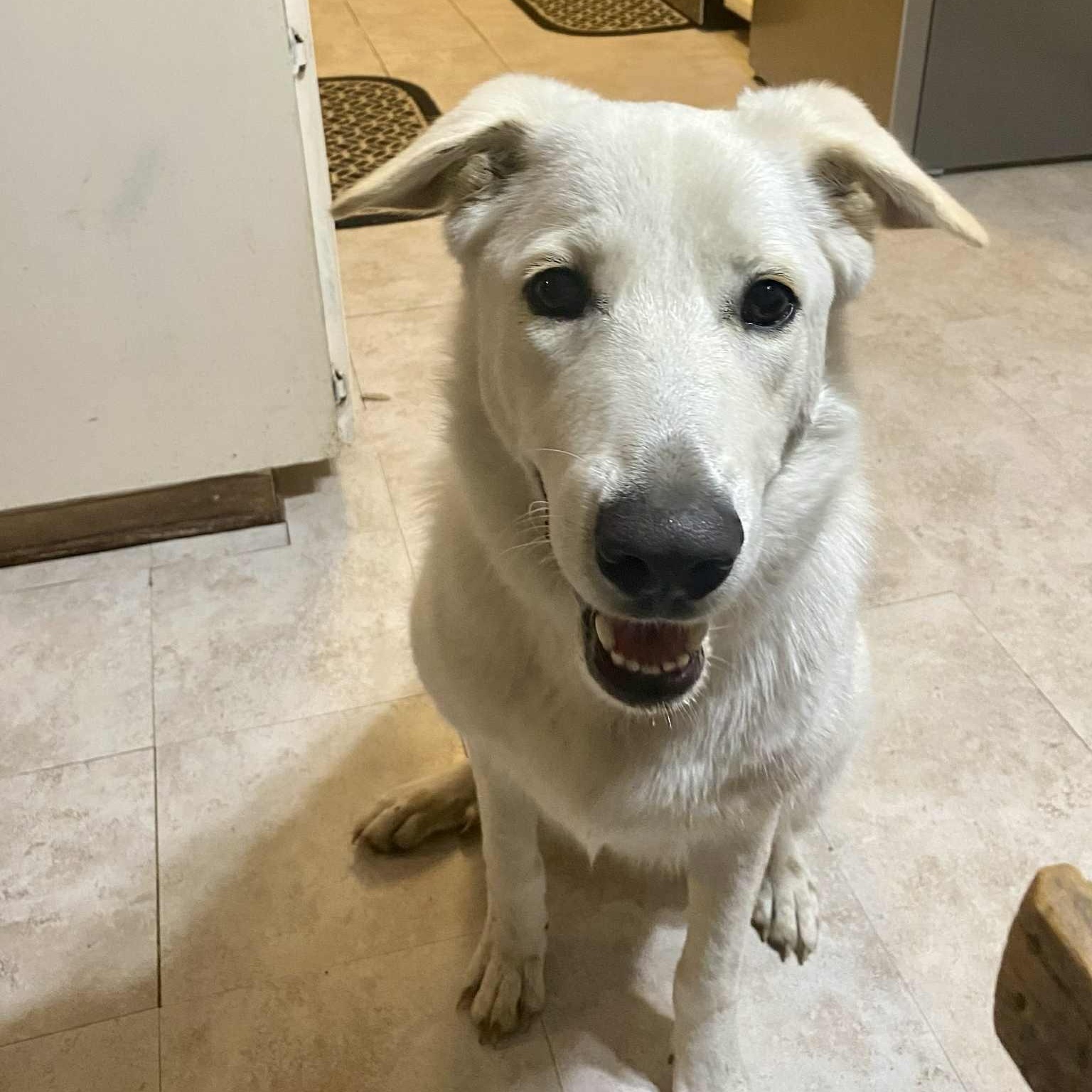 Lola, Adoptable, Young Female Labrador Retriever & Shepherd.