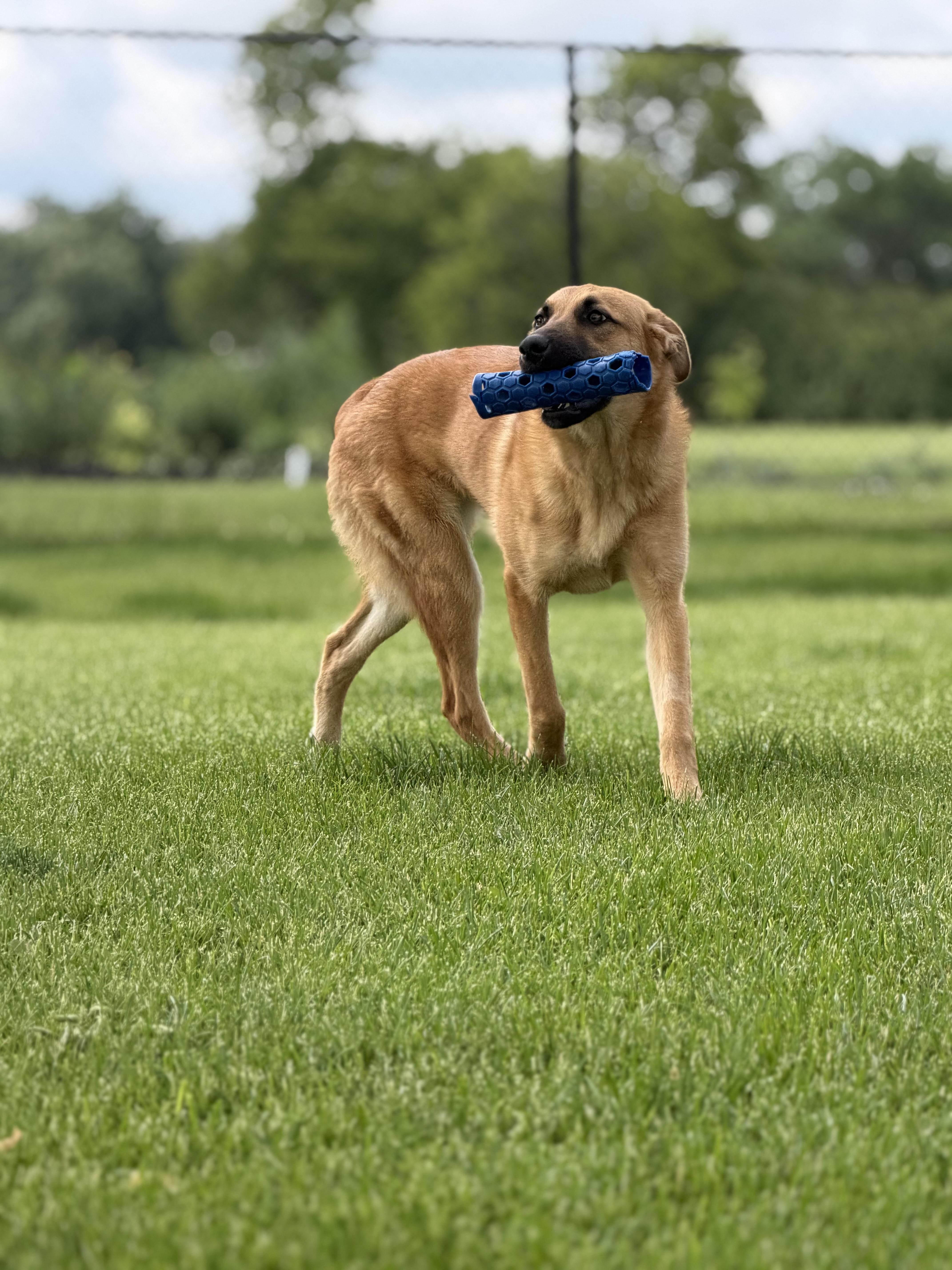 Enlarge Pfannee (Fanny), a Adoptable mixed breed in Steinbach, MB image 2/6