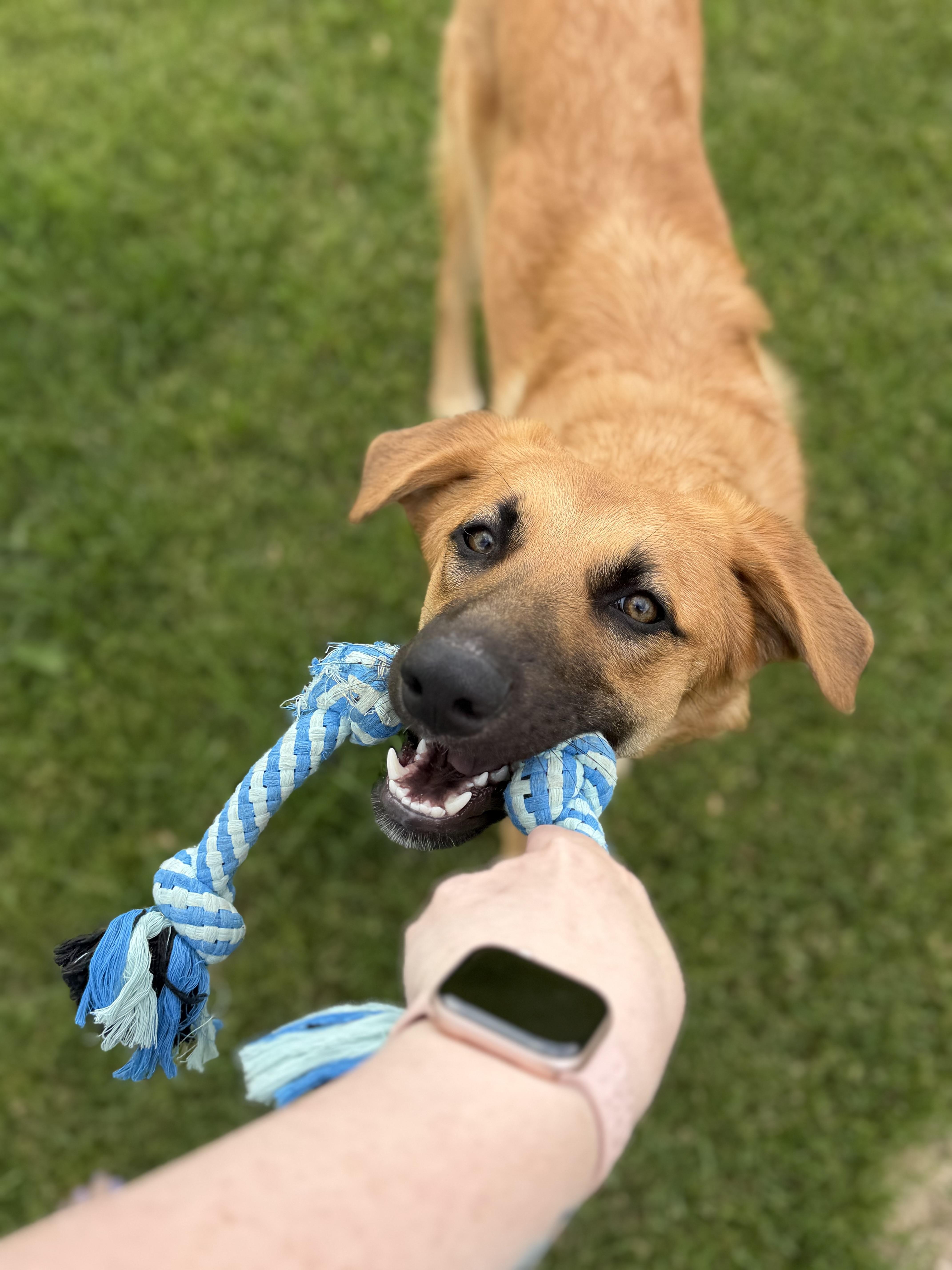 Pfannee (Fanny), Adoptable, Young Female German Shepherd Dog.