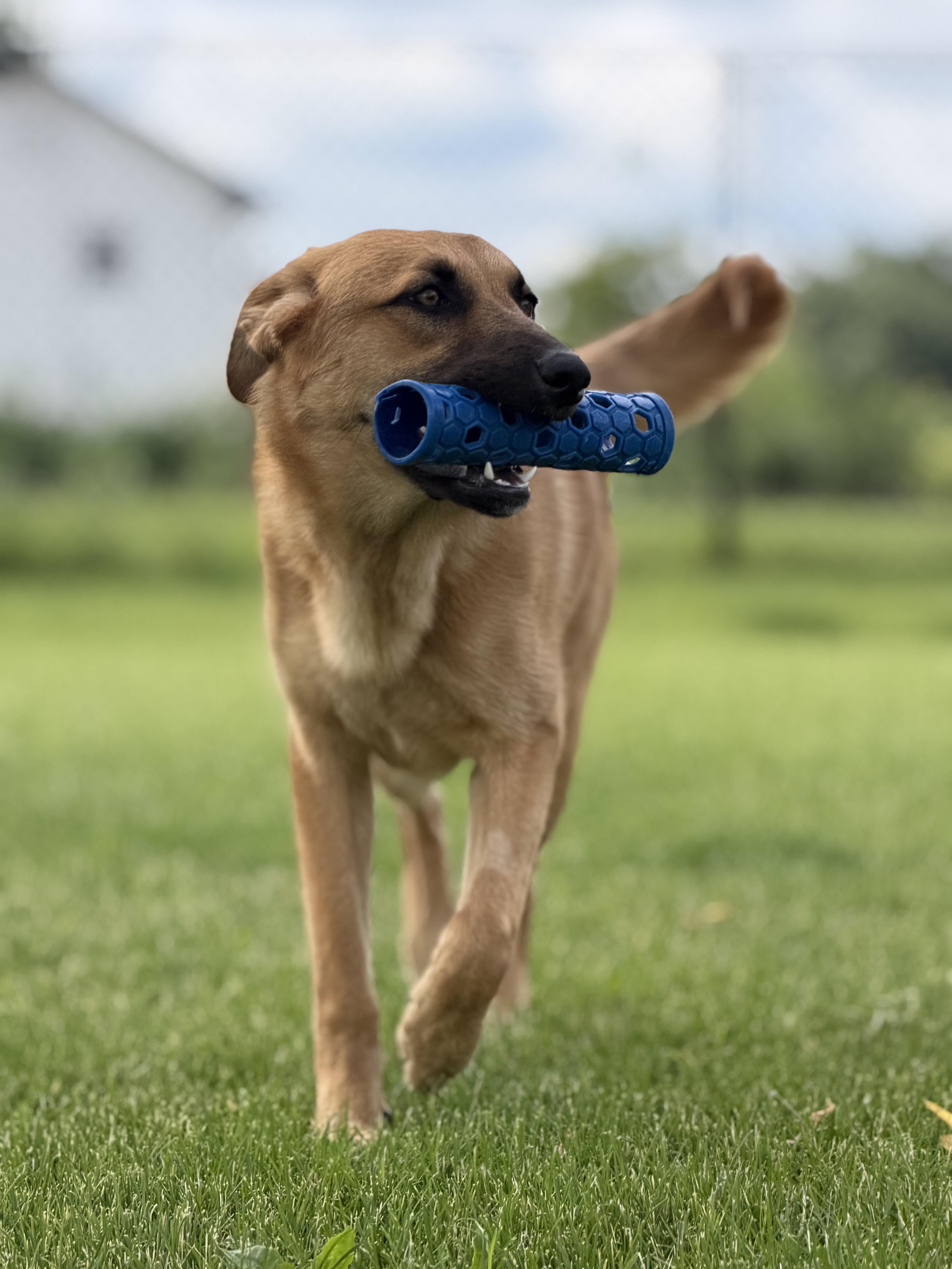 Enlarge Pfannee (Fanny), a Adoptable mixed breed in Steinbach, MB image 5/6