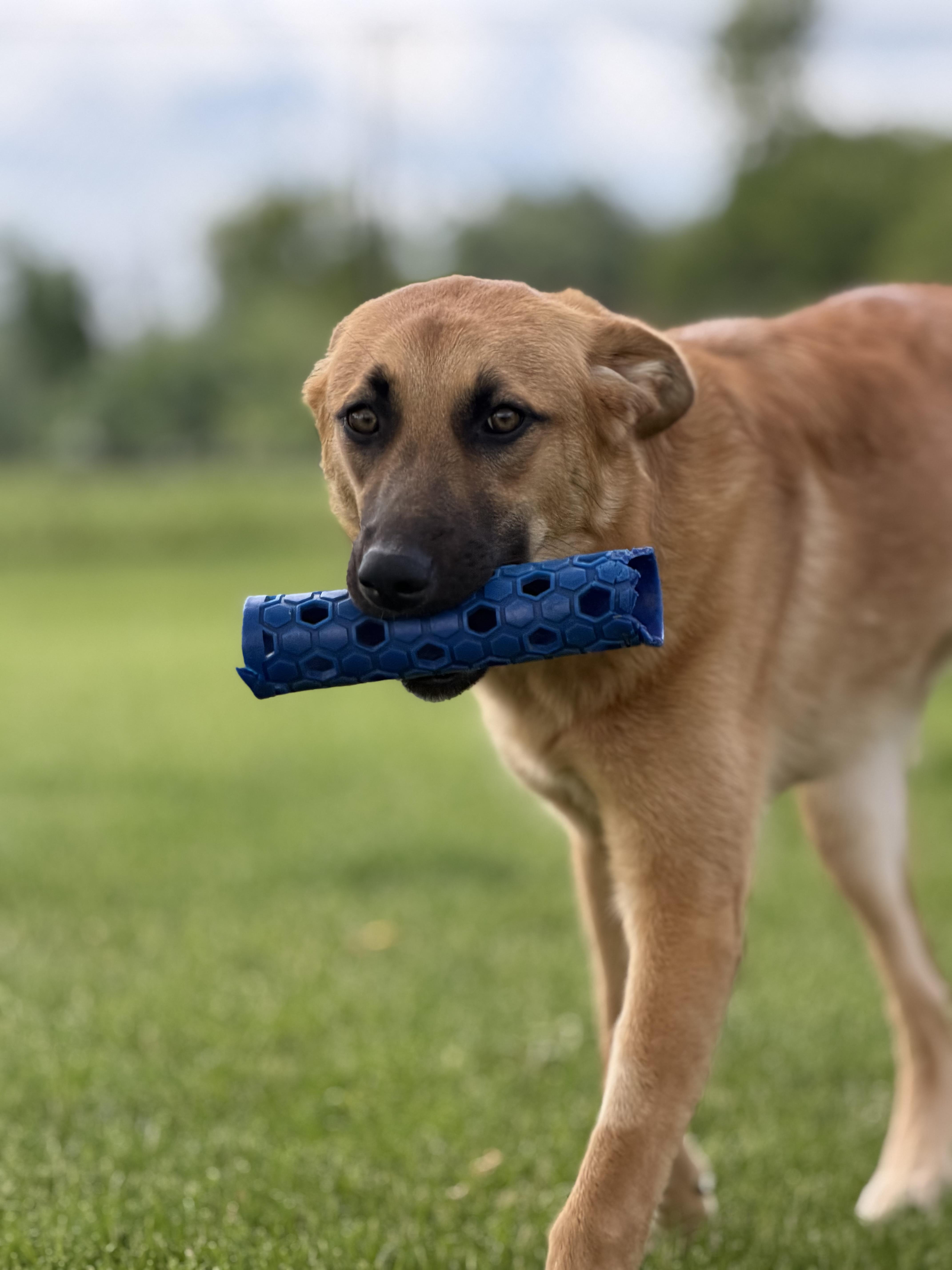 Enlarge Pfannee (Fanny), a Adoptable mixed breed in Steinbach, MB image 6/6