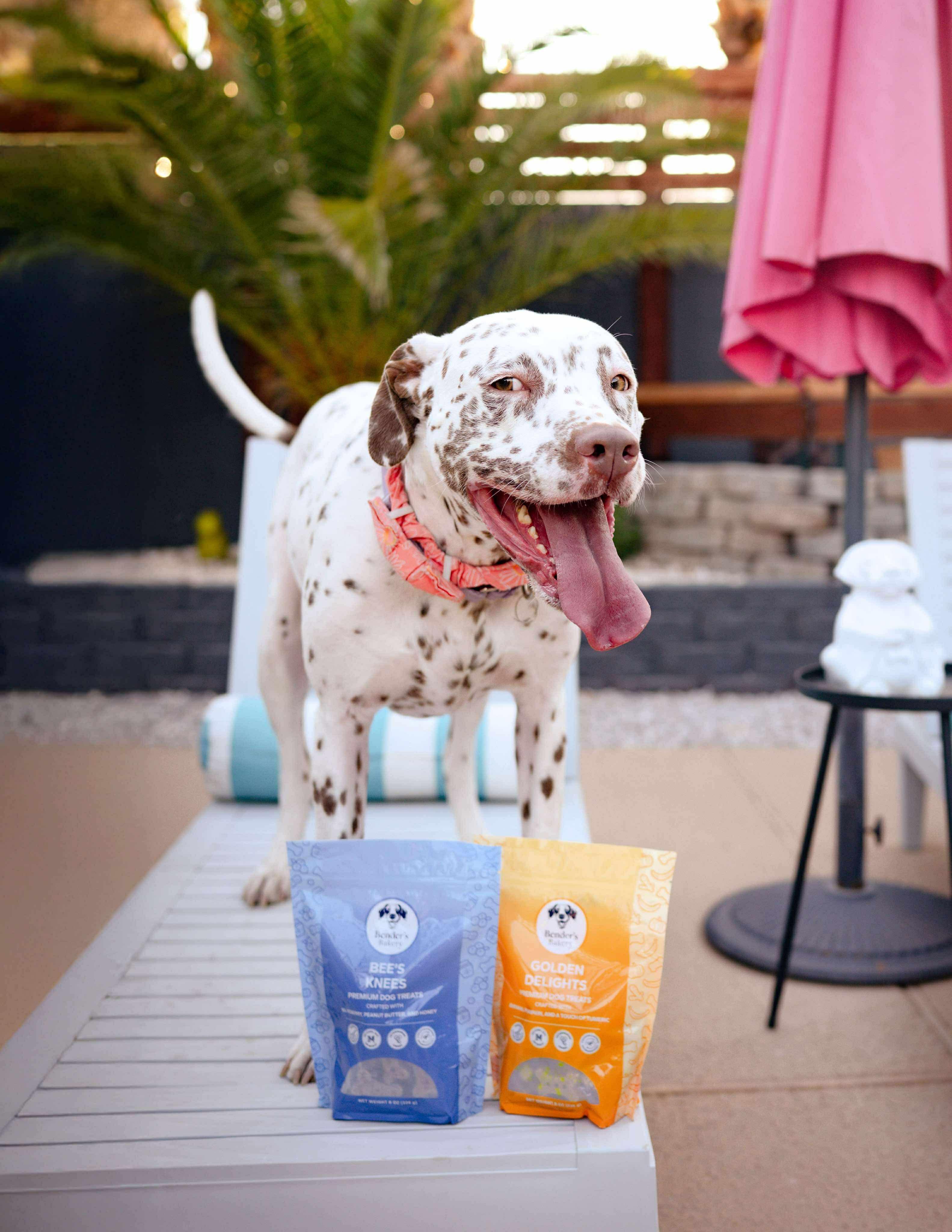 Malibu, a Adoptable mixed breed in Las Vegas, NV image 1/4