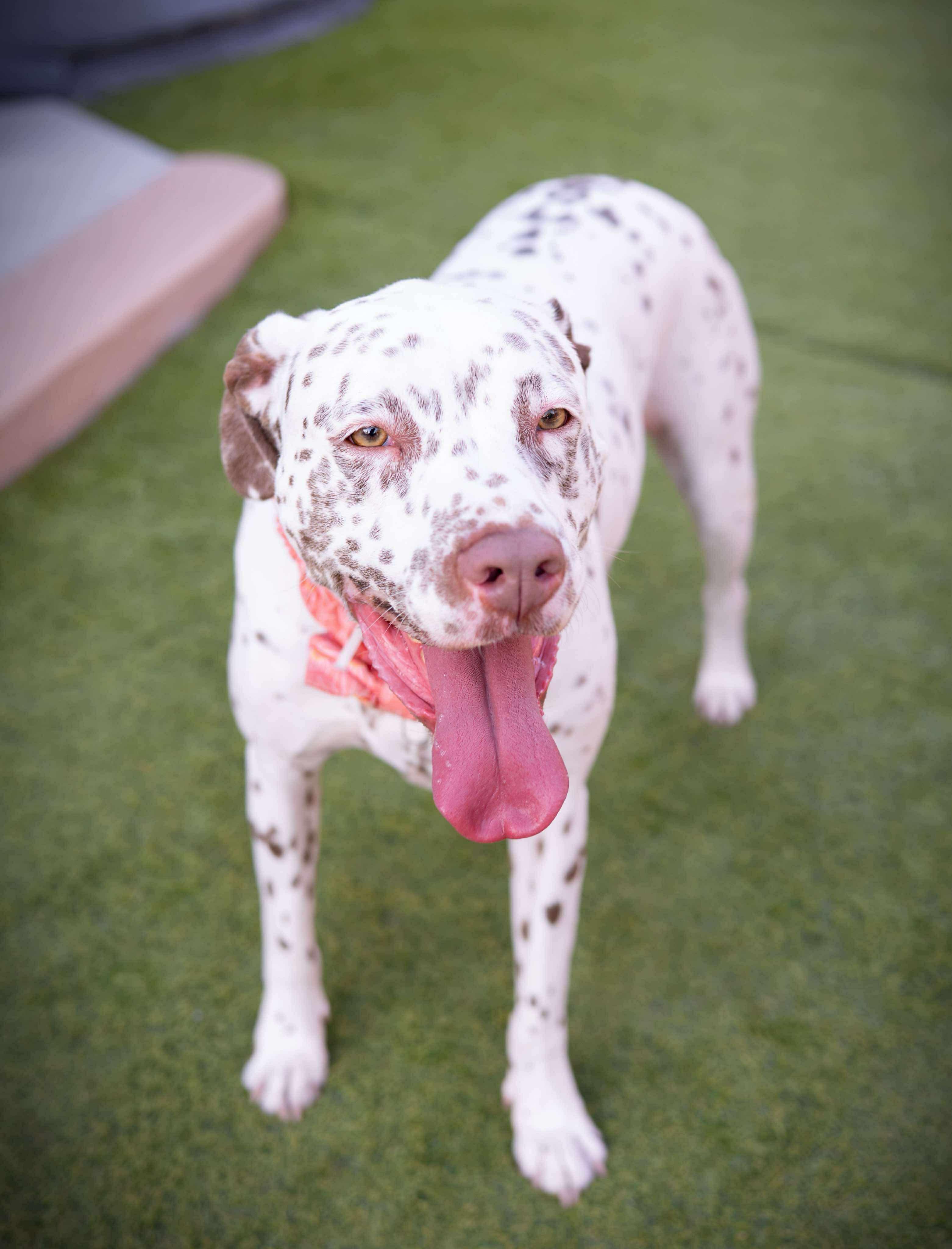 Malibu, a Adoptable mixed breed in Las Vegas, NV image 2/4