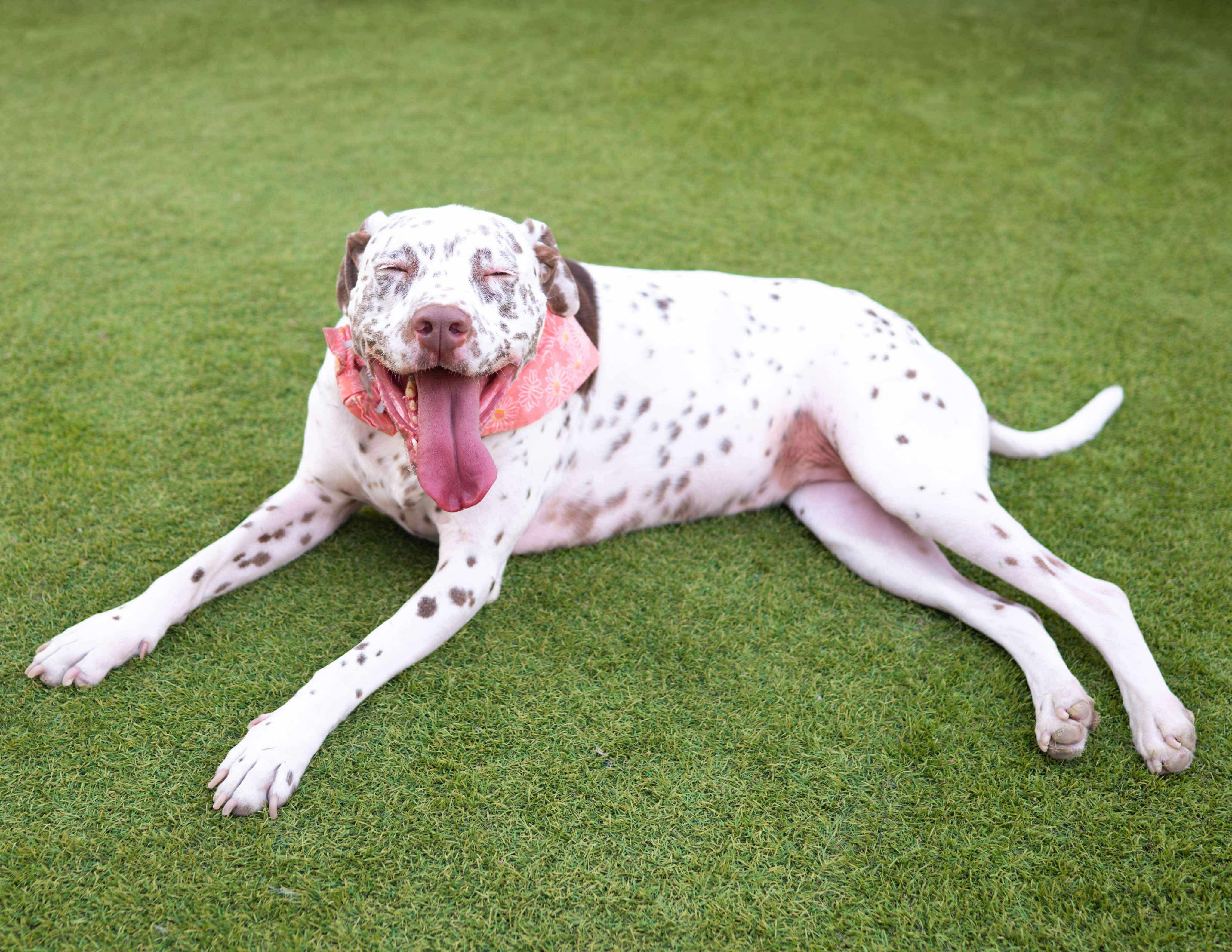 Malibu, a Adoptable mixed breed in Las Vegas, NV image 3/4