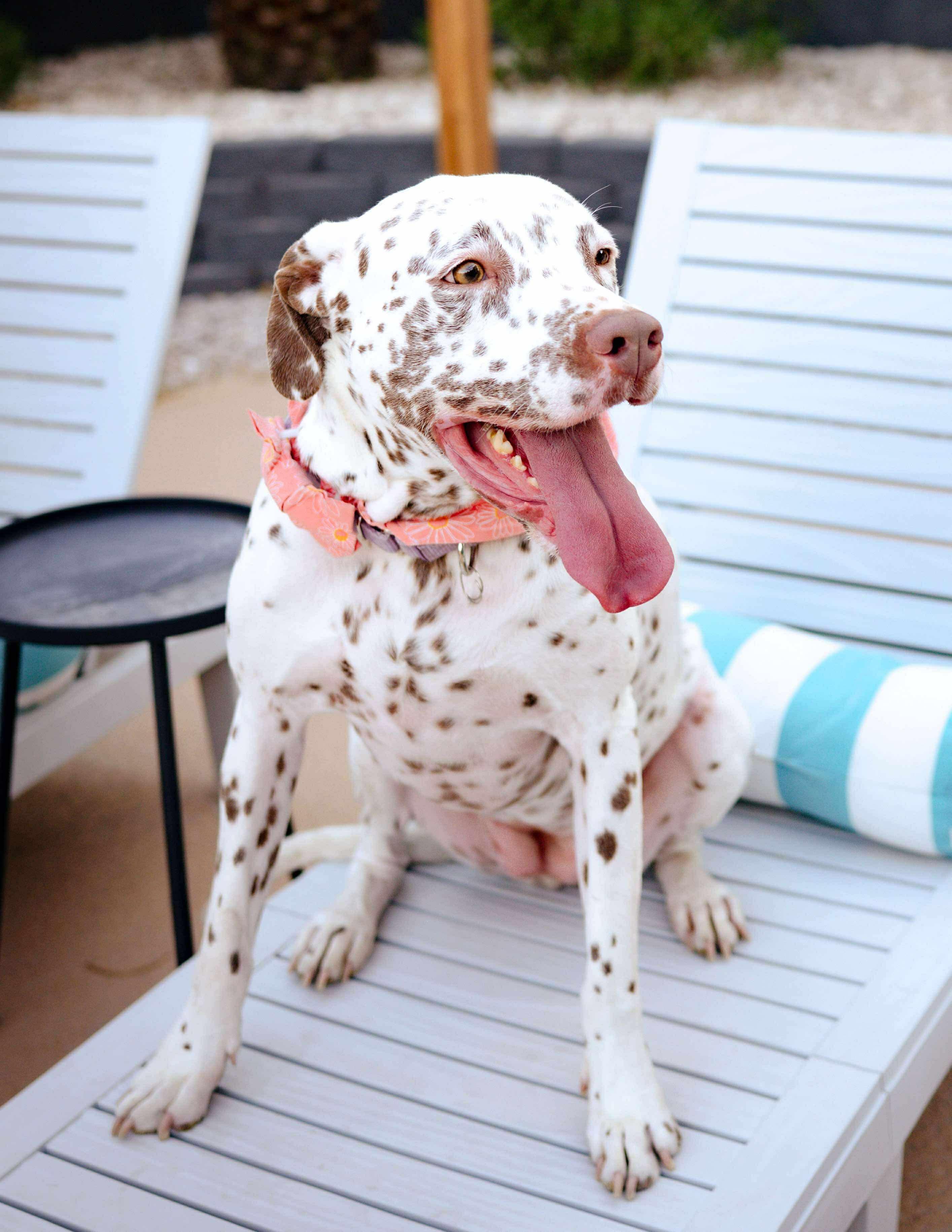 Malibu, a Adoptable mixed breed in Las Vegas, NV image 4/4