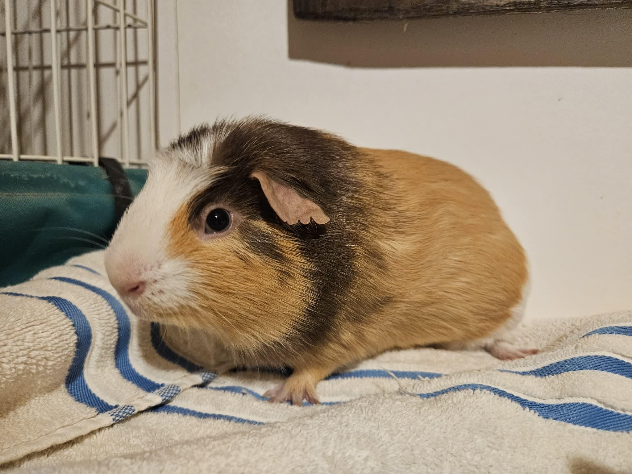 Enlarge Spike , a Adoptable Guinea Pig in Sauk Village, IL image 3/3