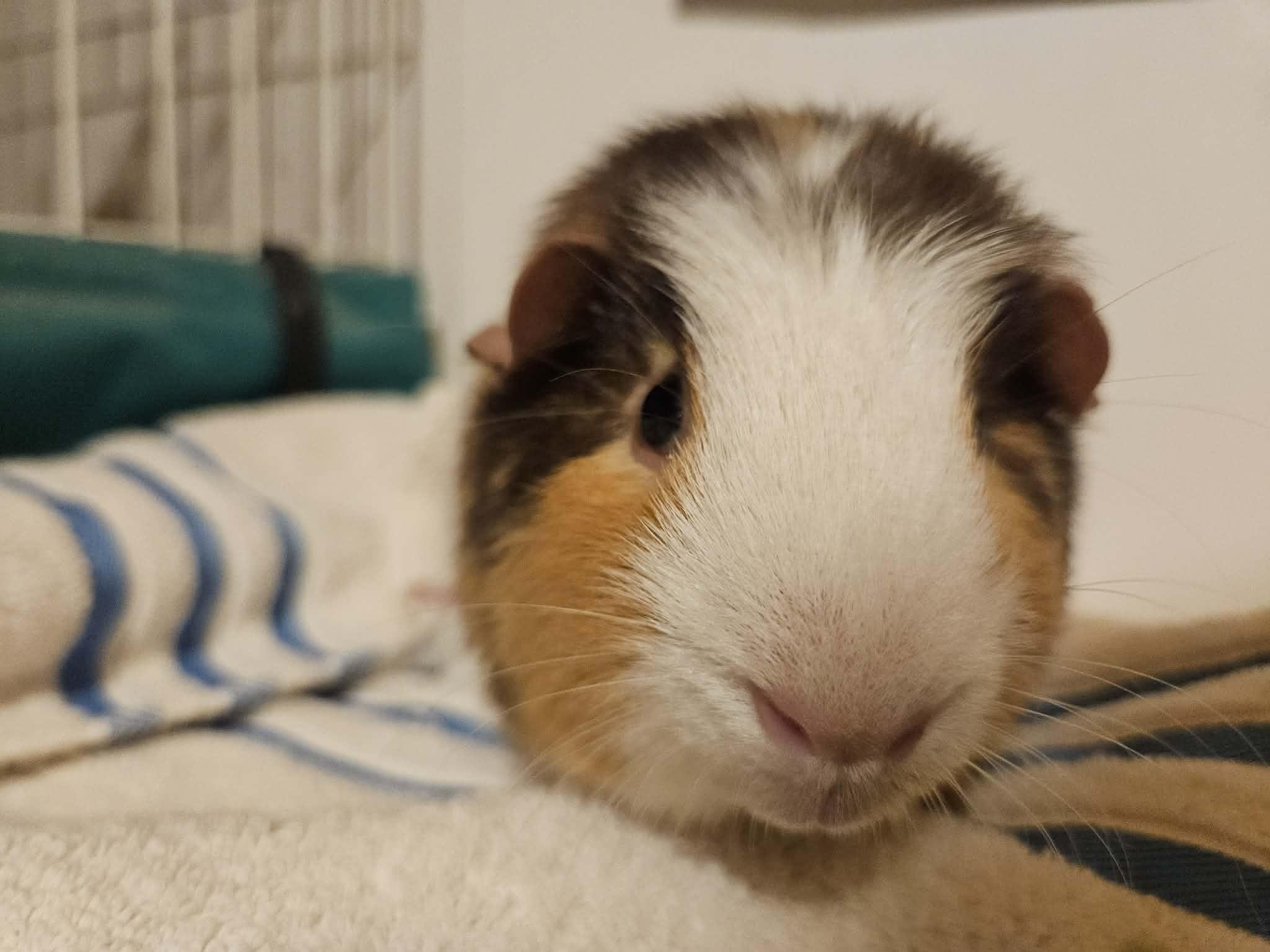 Spike , Adoptable, Young Male Guinea Pig.
