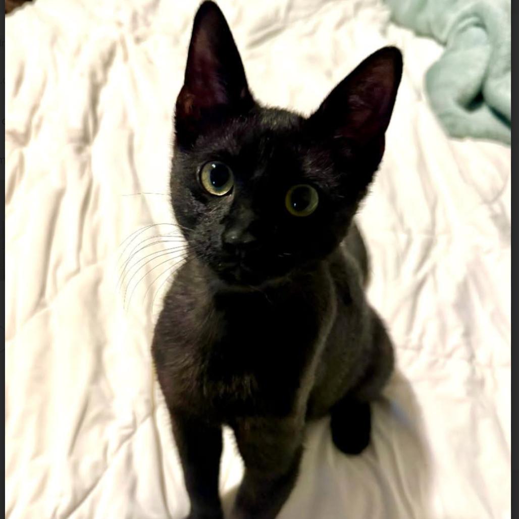 Enlarge Sammy, a Adoptable Domestic Short Hair in League City, TX image 1/1